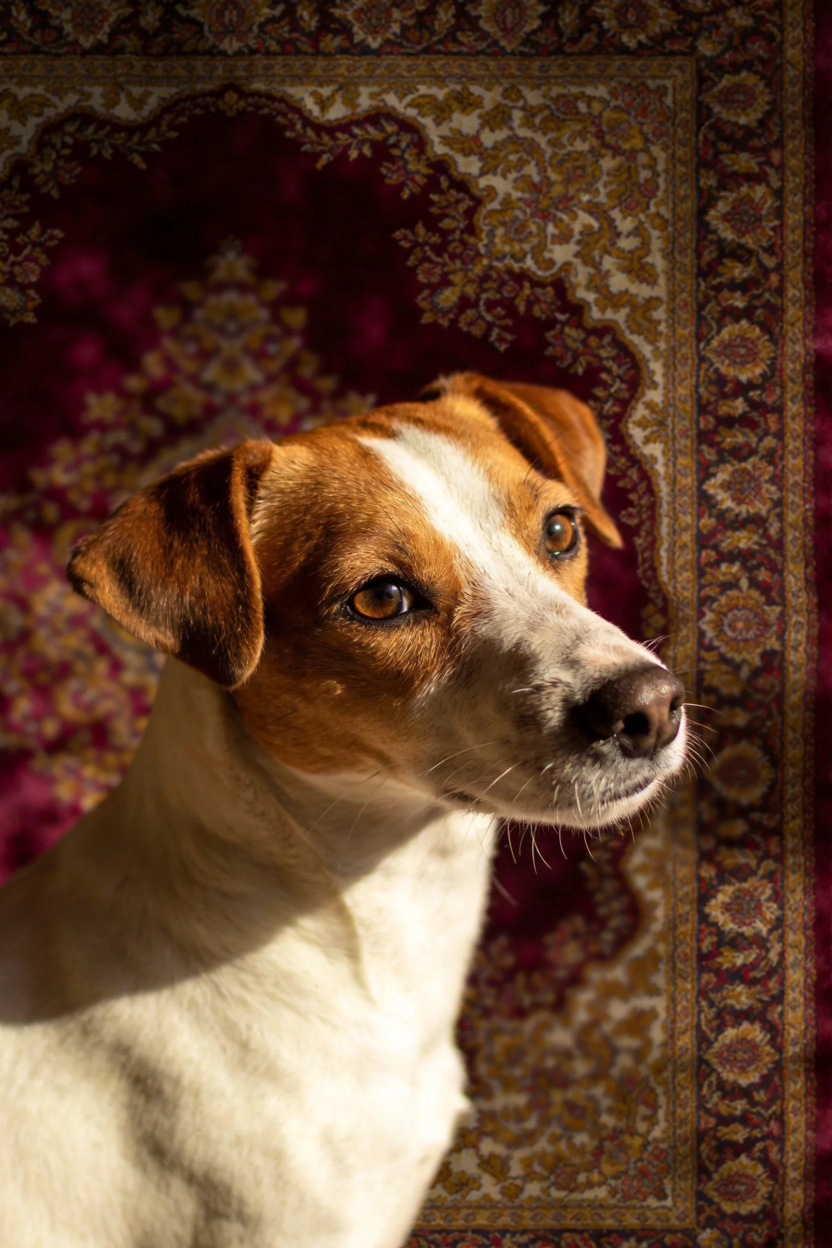 杰克罗素梗犬有着白色与棕色相间的被毛,目光专注地看向一侧,面部特征清晰呈现。