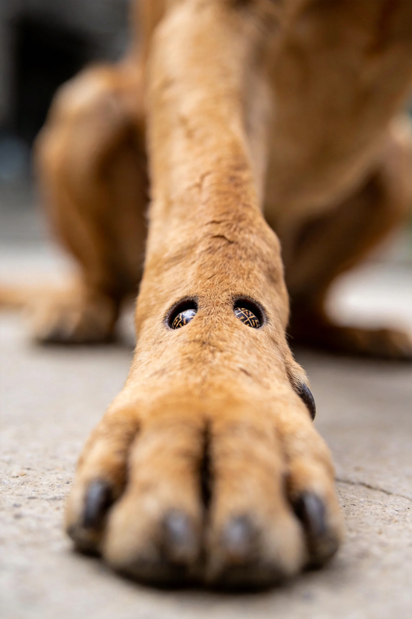 一只金毛犬的爪部特写,爪垫处有两个圆形开口设计,爪垫纹理清晰可辨。