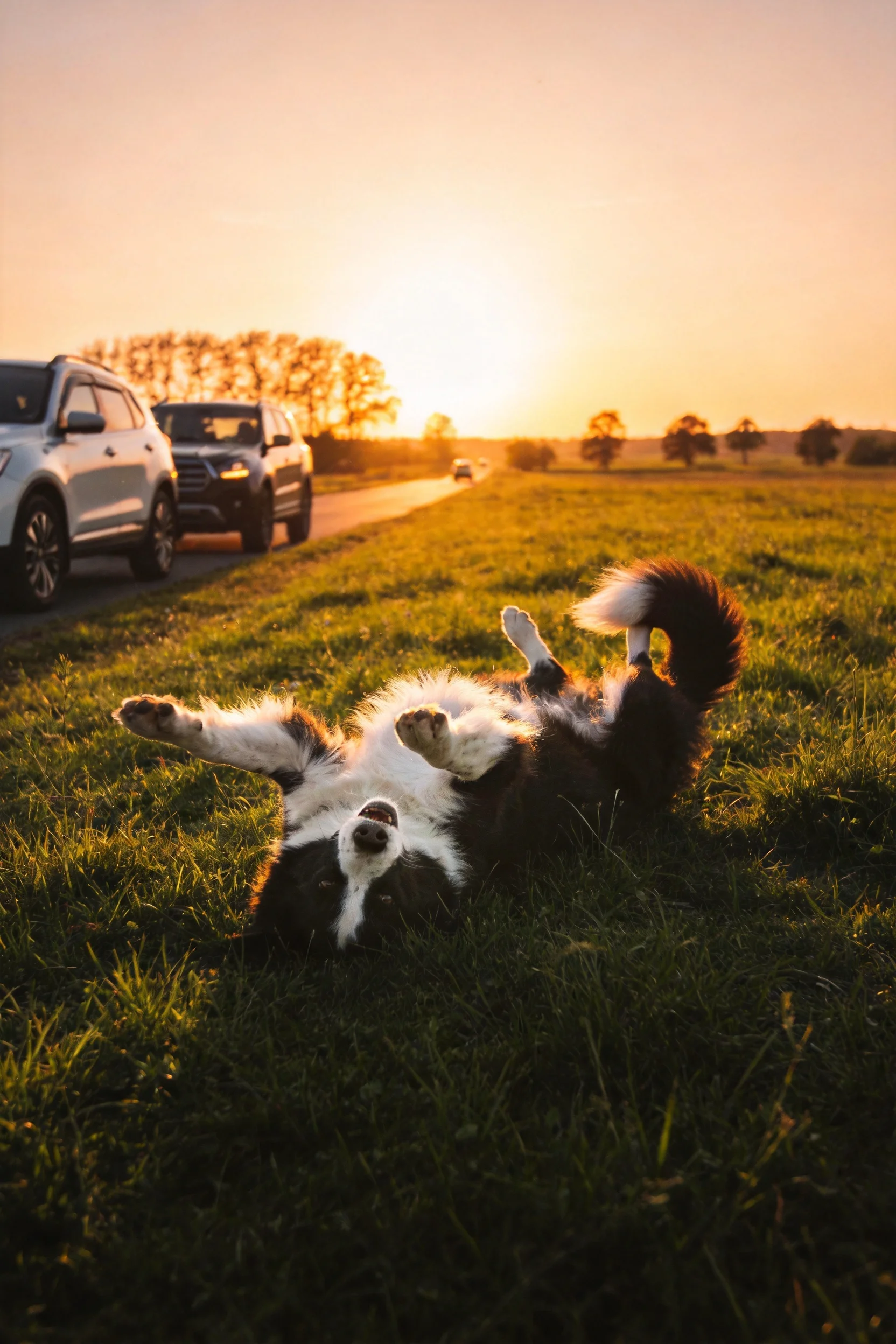 一只黑白相间的边境牧羊犬仰卧在夕阳下的草地上,毛发蓬松柔软,姿态放松。