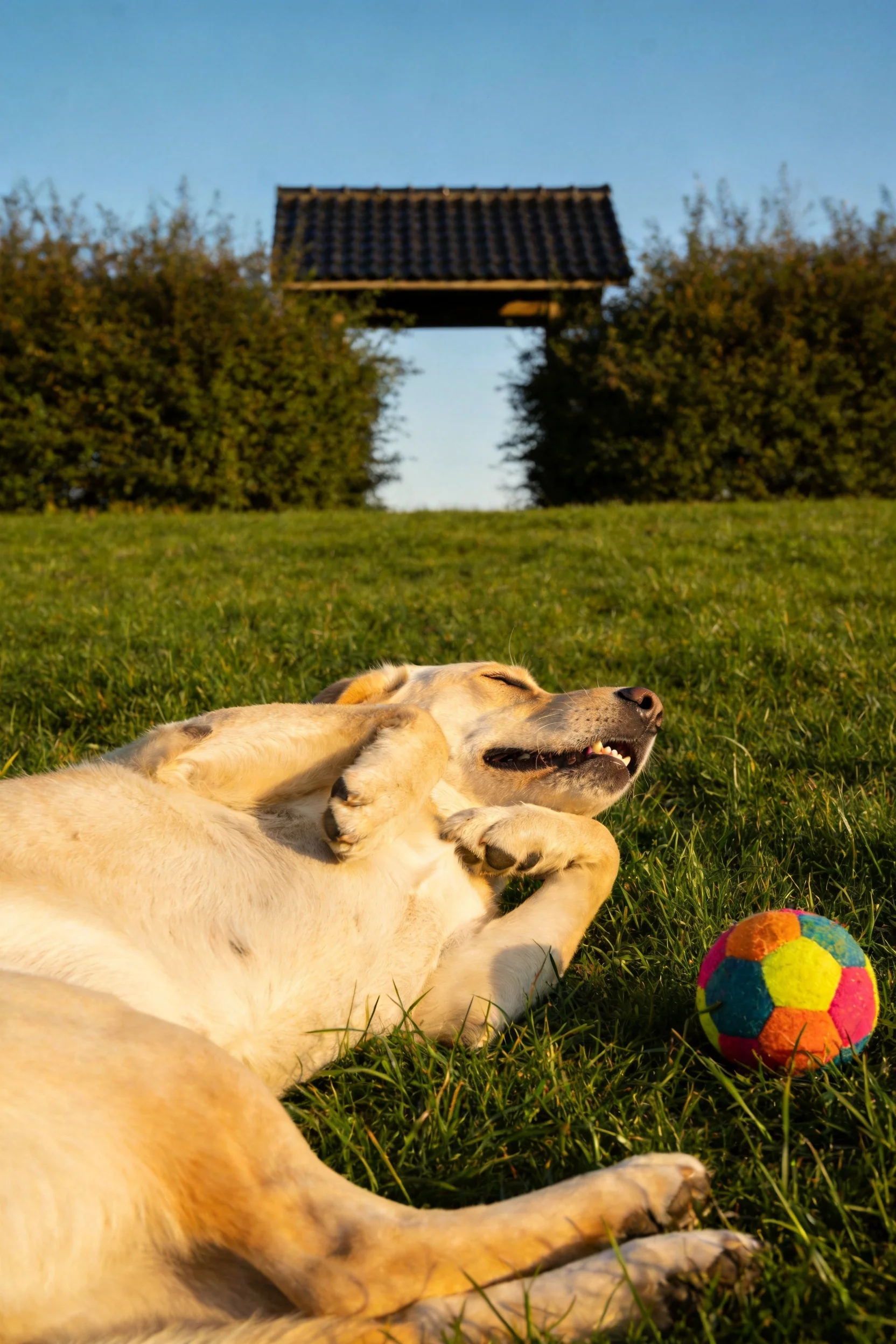 拉布拉多犬侧躺于草坪上,浅黄色皮毛在阳光照耀下,身旁有彩色布制球,姿态放松。