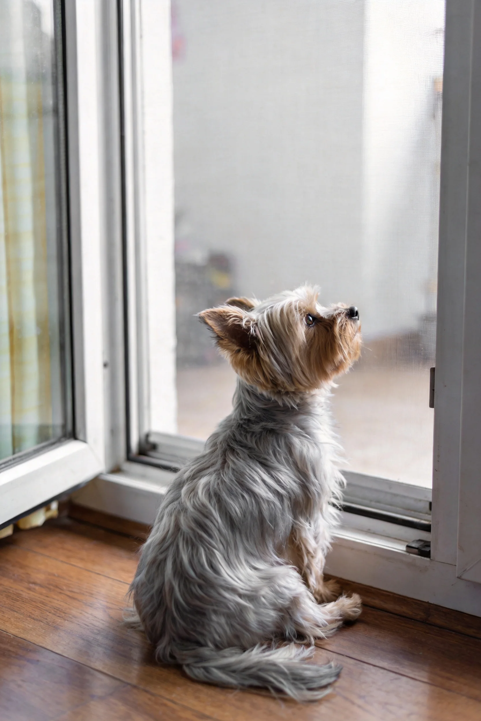 约克夏梗犬有着银灰色与浅棕色相间的丝质毛发,正安静地坐在窗边朝向外侧。