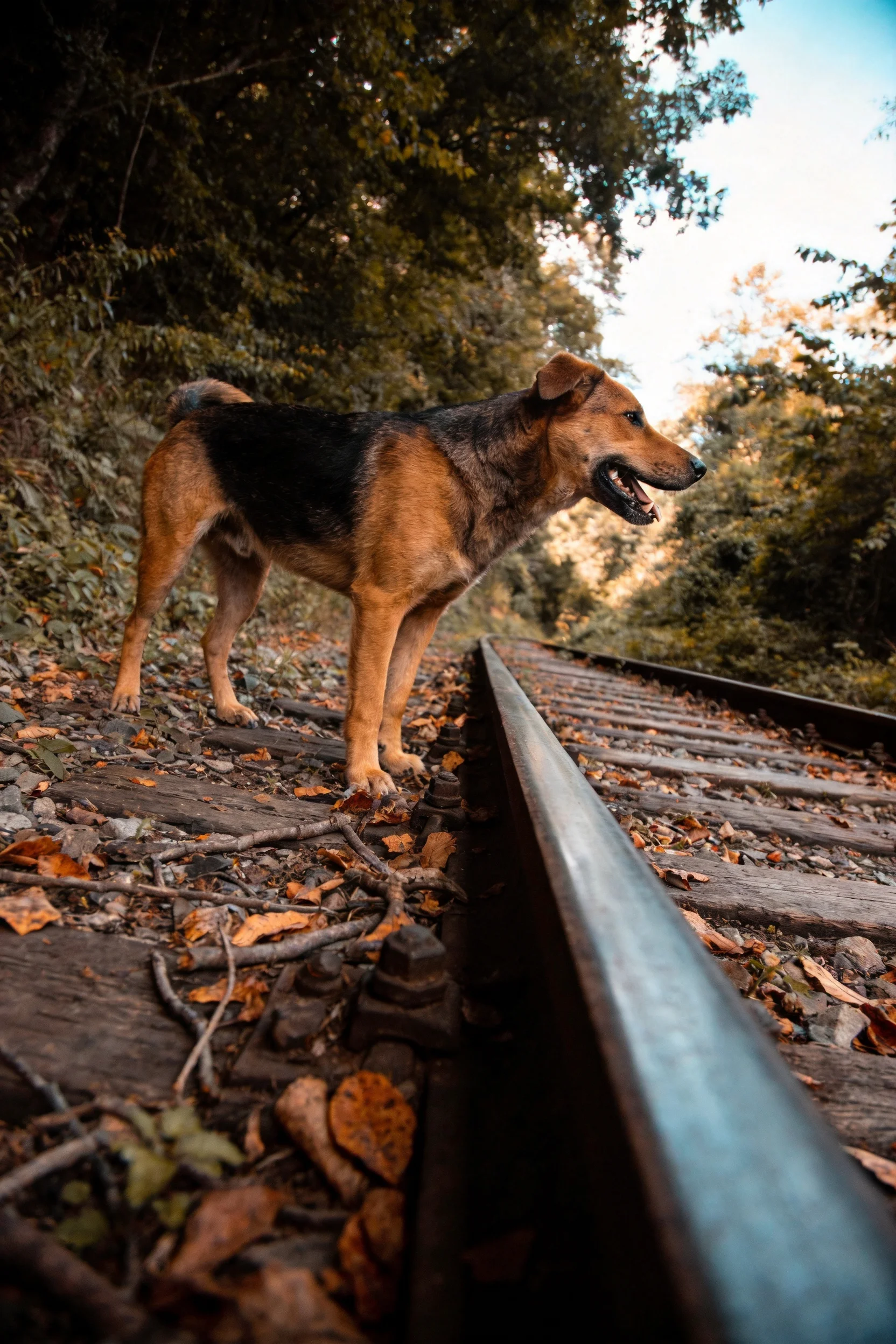 混合犬种站在铁轨上,棕黑色被毛清晰可见,耳朵竖立,目光看向远方。