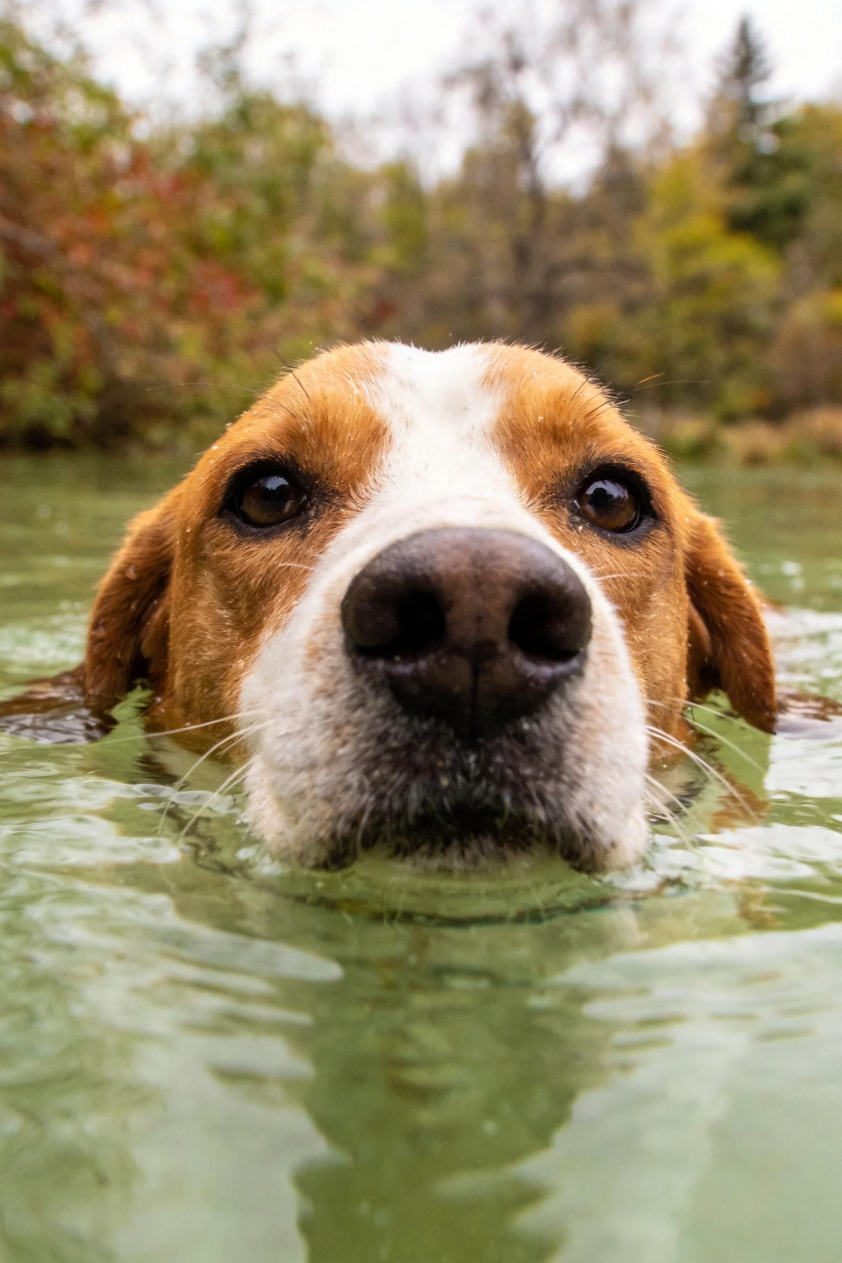 一只黑棕白相间的猎犬,毛发湿润贴在额头,在浅水中游泳的画面。