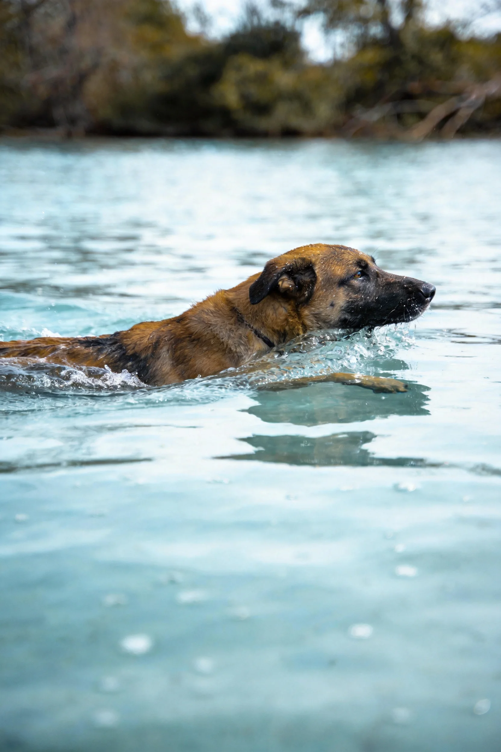 德国牧羊犬在水中游泳,毛发湿润贴在额头,身体大部分没入清澈水面。