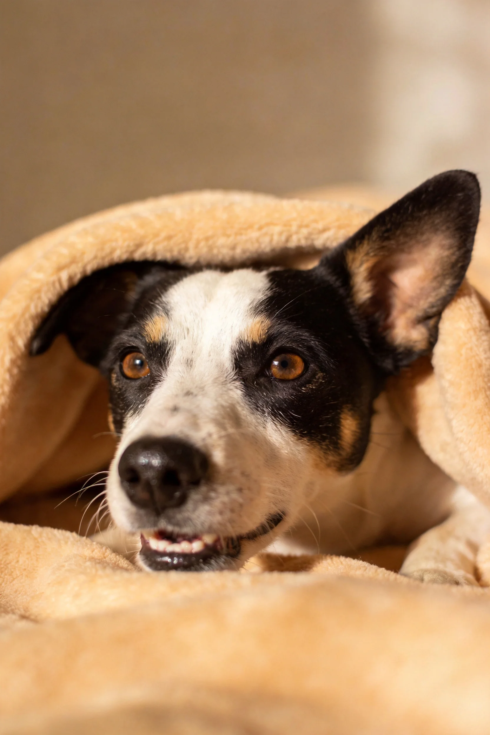 三色短毛混种犬安静地趴在暖黄色柔软织物内,黑白棕相间的毛发清晰可见,耳朵竖起,眼神温和。