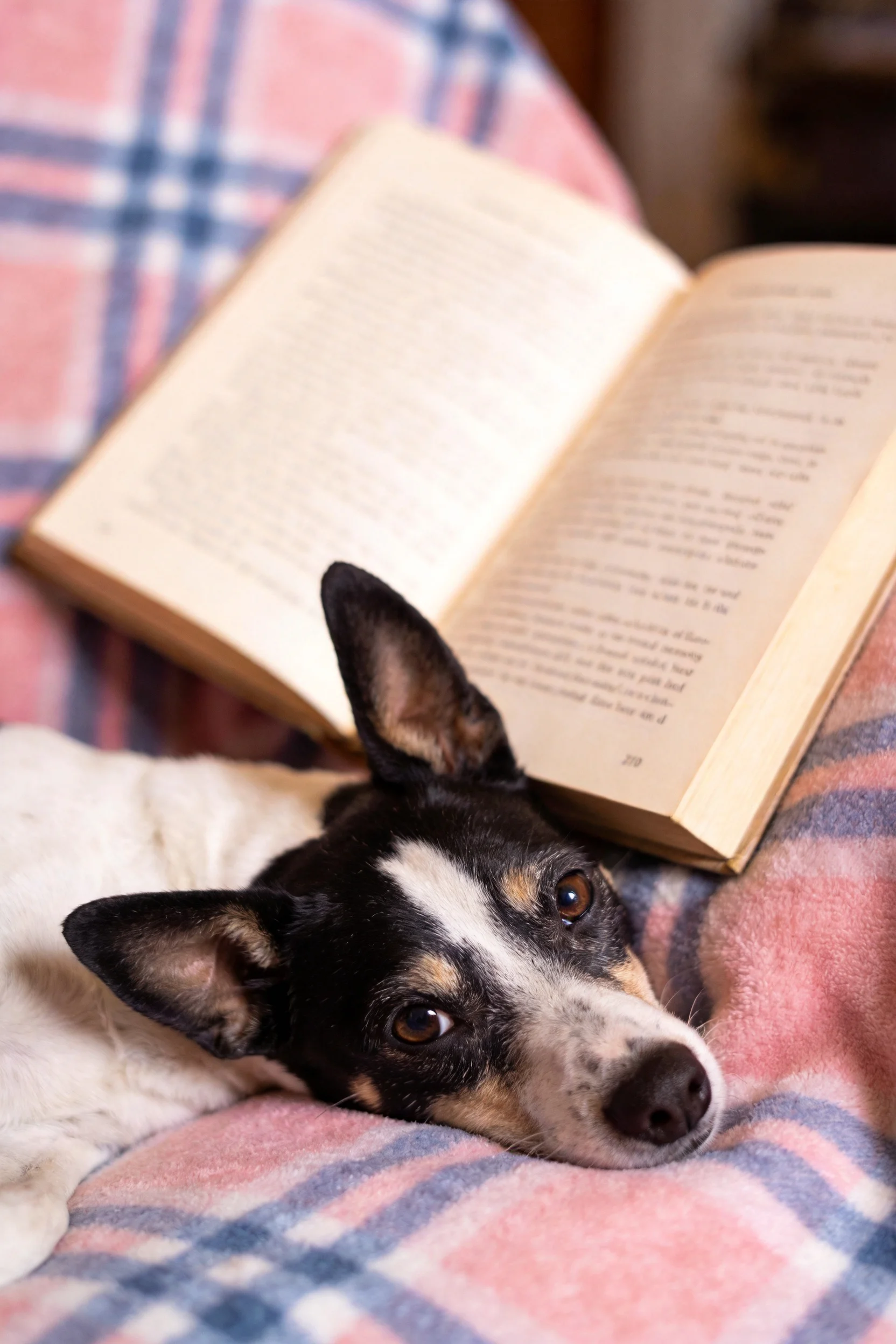 小型梗犬黑白相间将头靠在打开的书旁,耳朵竖立,眼神温和。