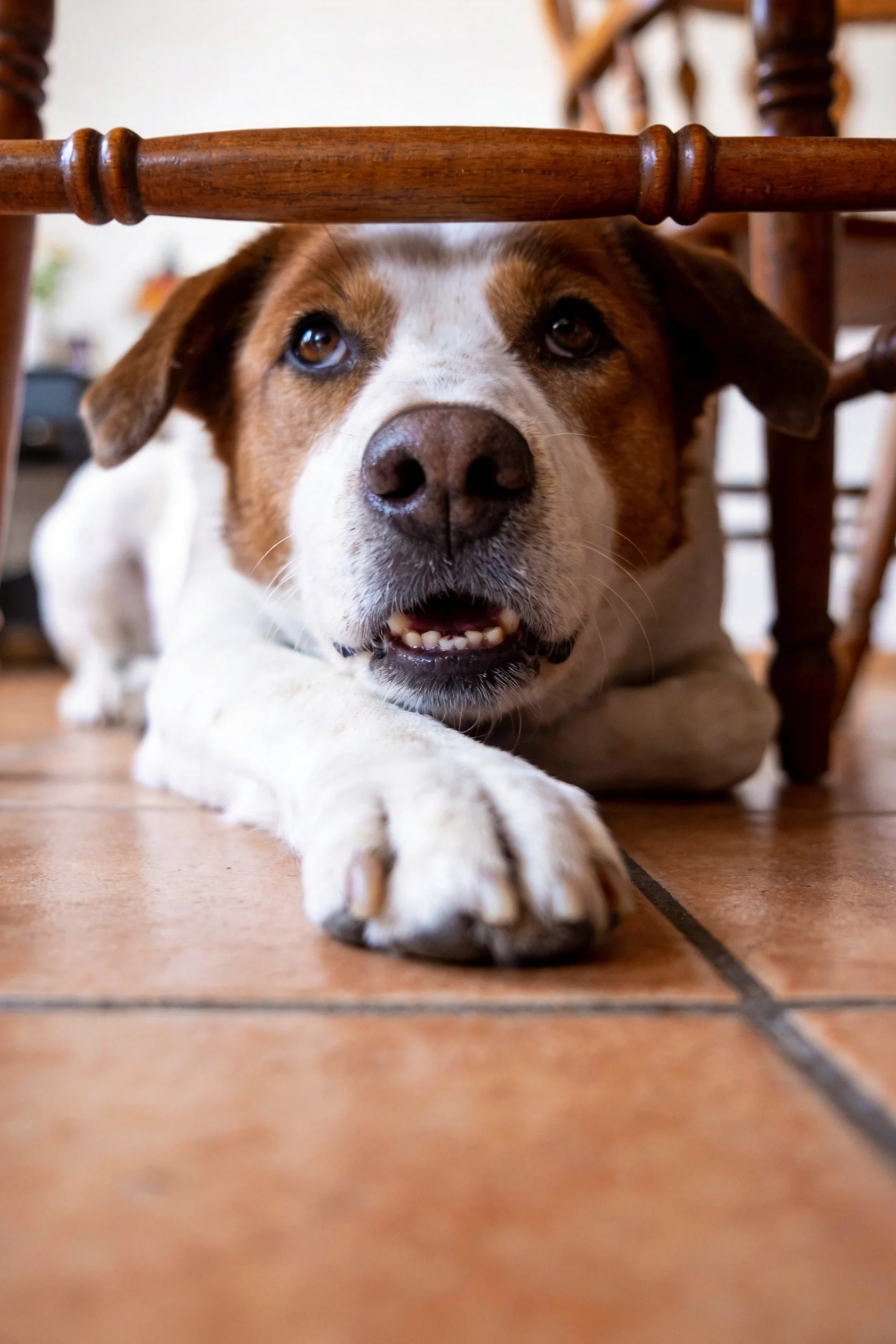 短毛指示猎犬混种的头部和前爪从木质家具下探出,白色前爪的纹理清晰可见。