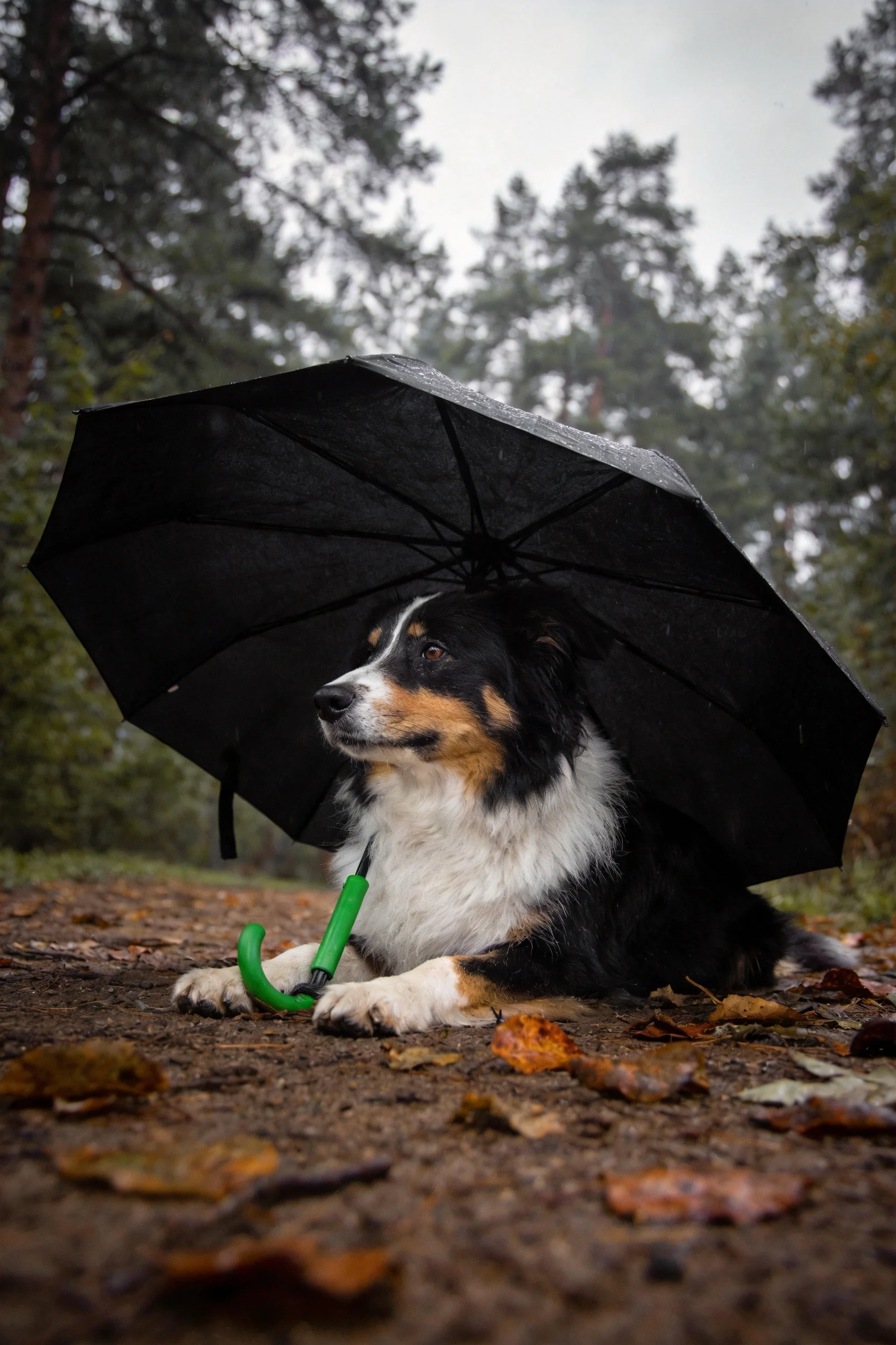 黑棕白三色边境牧羊犬躲在黑色雨伞下,白色毛发清晰可见。