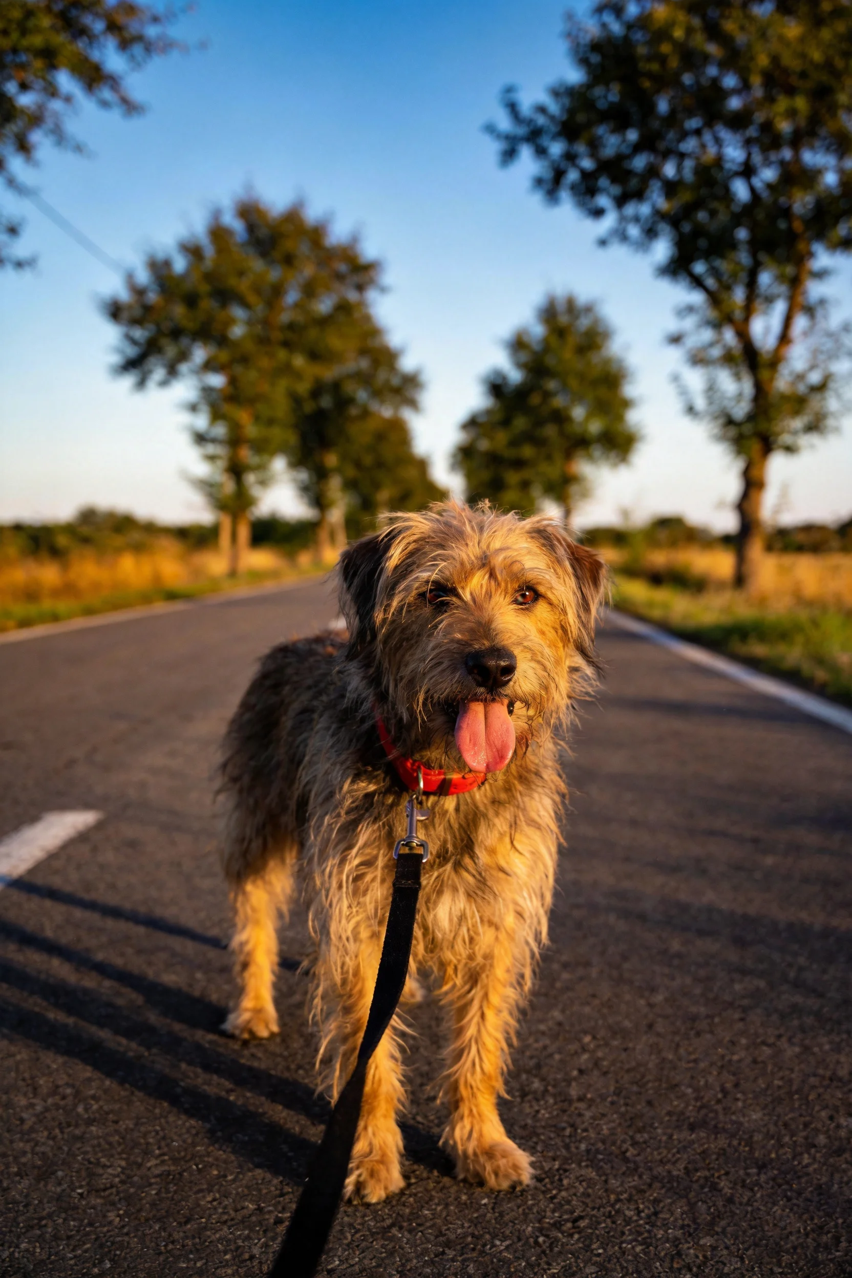 粗毛梗犬站在公路上,毛发蓬松且带有浅棕与深褐相间的颜色,嘴巴张开露出粉红色舌头,身上连接着黑色牵引带。