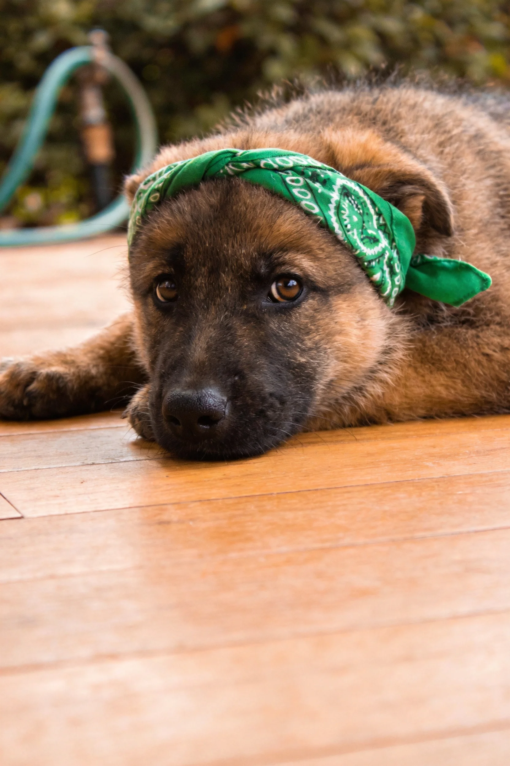 德国牧羊犬幼犬趴在木制平台上,戴着带有白色花纹的绿色头巾,黑色鼻尖贴在木质地板上。
