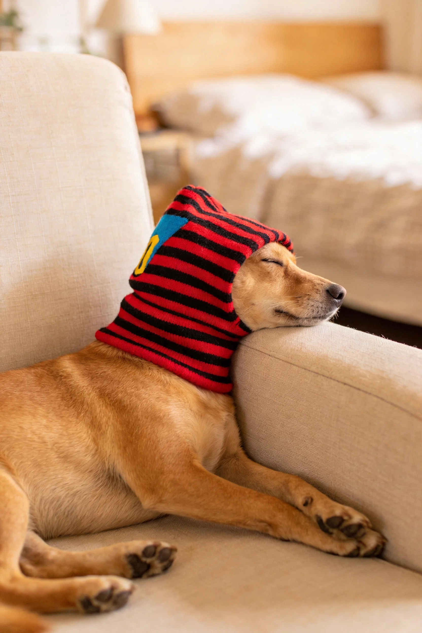 短毛家犬戴着红黑条纹帽子,头部靠在沙发扶手上,双眼闭合处于休息状态。