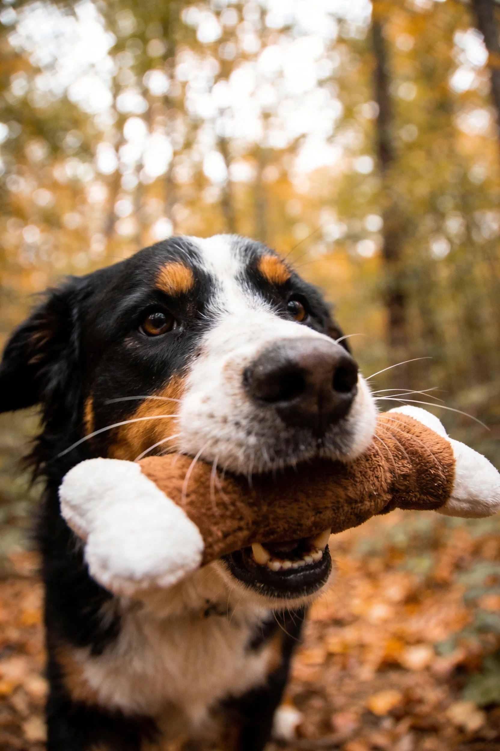 伯恩山犬叼着棕白相间的毛绒玩具,毛发黑棕白相间且富有光泽。
