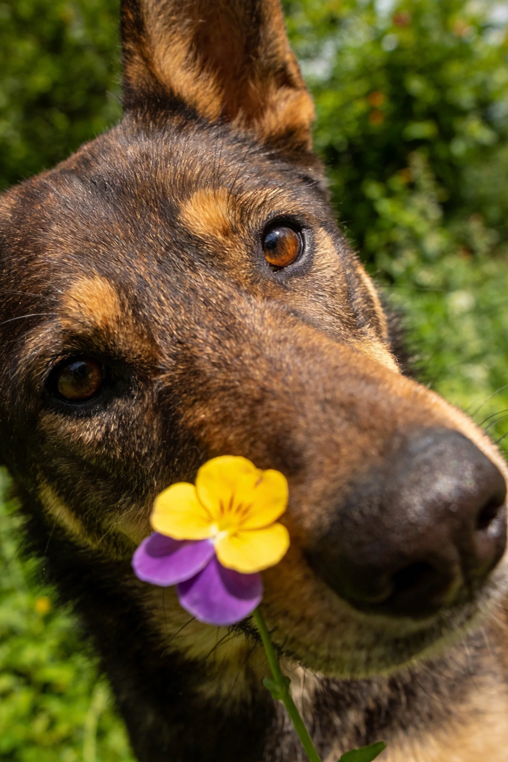 德国牧羊犬鼻端靠近黄紫相间的三色堇,眼部周围毛发清晰可见。