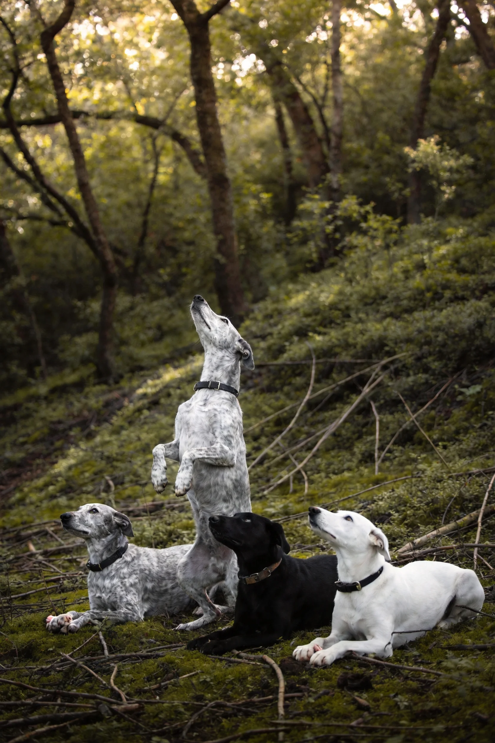 四只指示猎犬在森林环境中,其中一只站立抬头,其余三只或坐或卧,姿态放松,毛发短而紧实。
