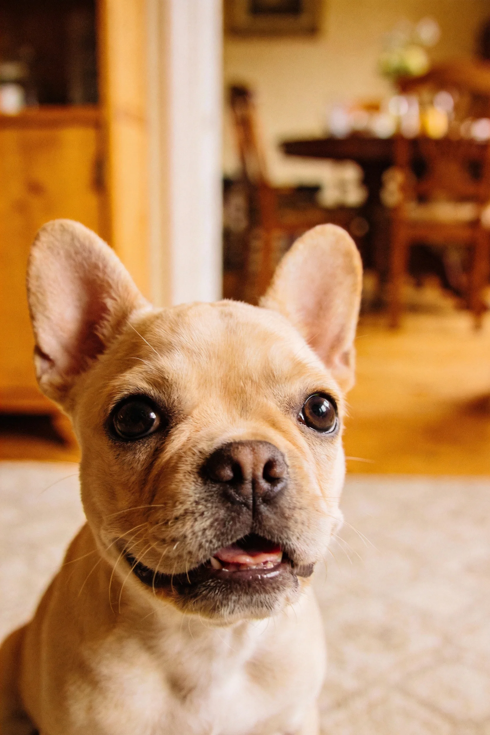 一只浅色的法国斗牛犬幼崽，有着圆润的眼睛和竖立的耳朵。