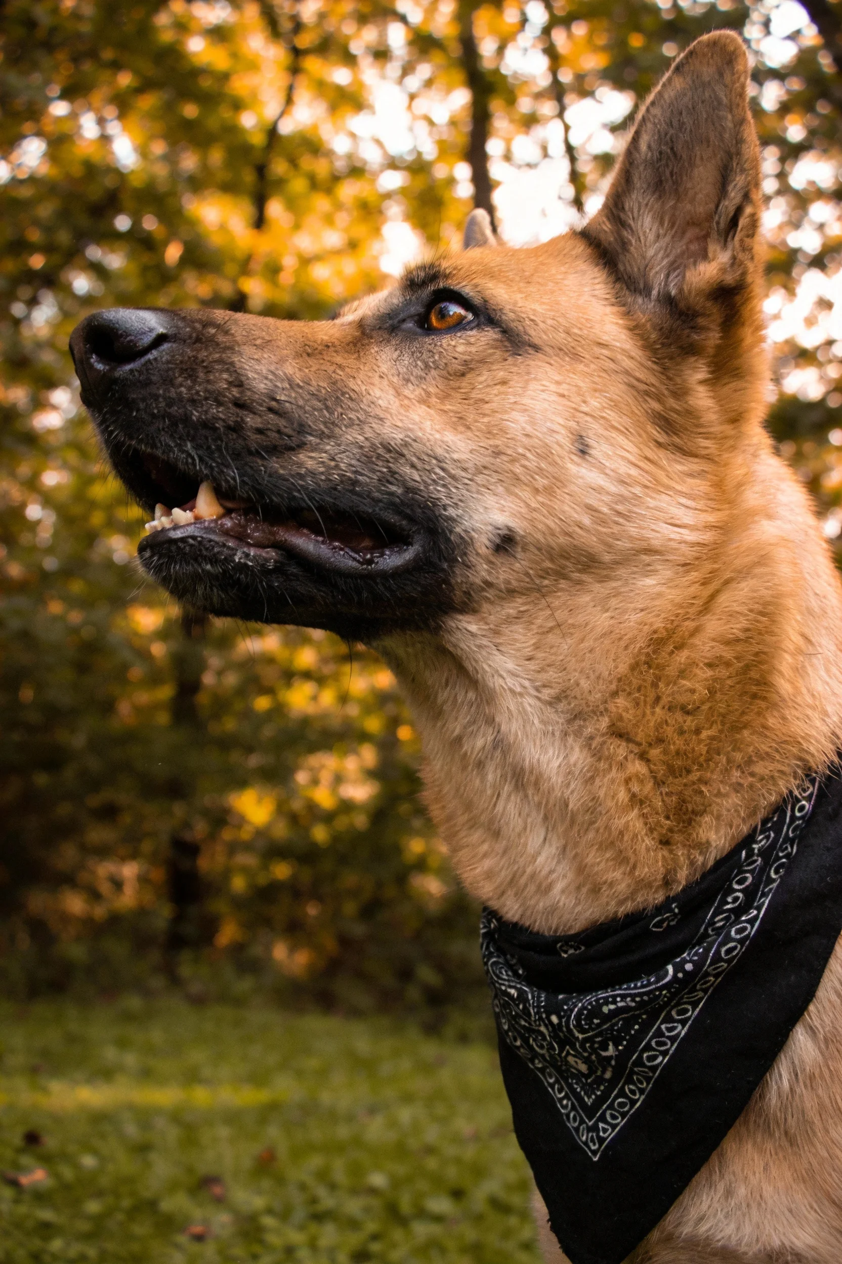 德国牧羊犬抬头凝望，脖颈处的黑巾带有精致花纹，耳朵竖起展现警觉状态。
