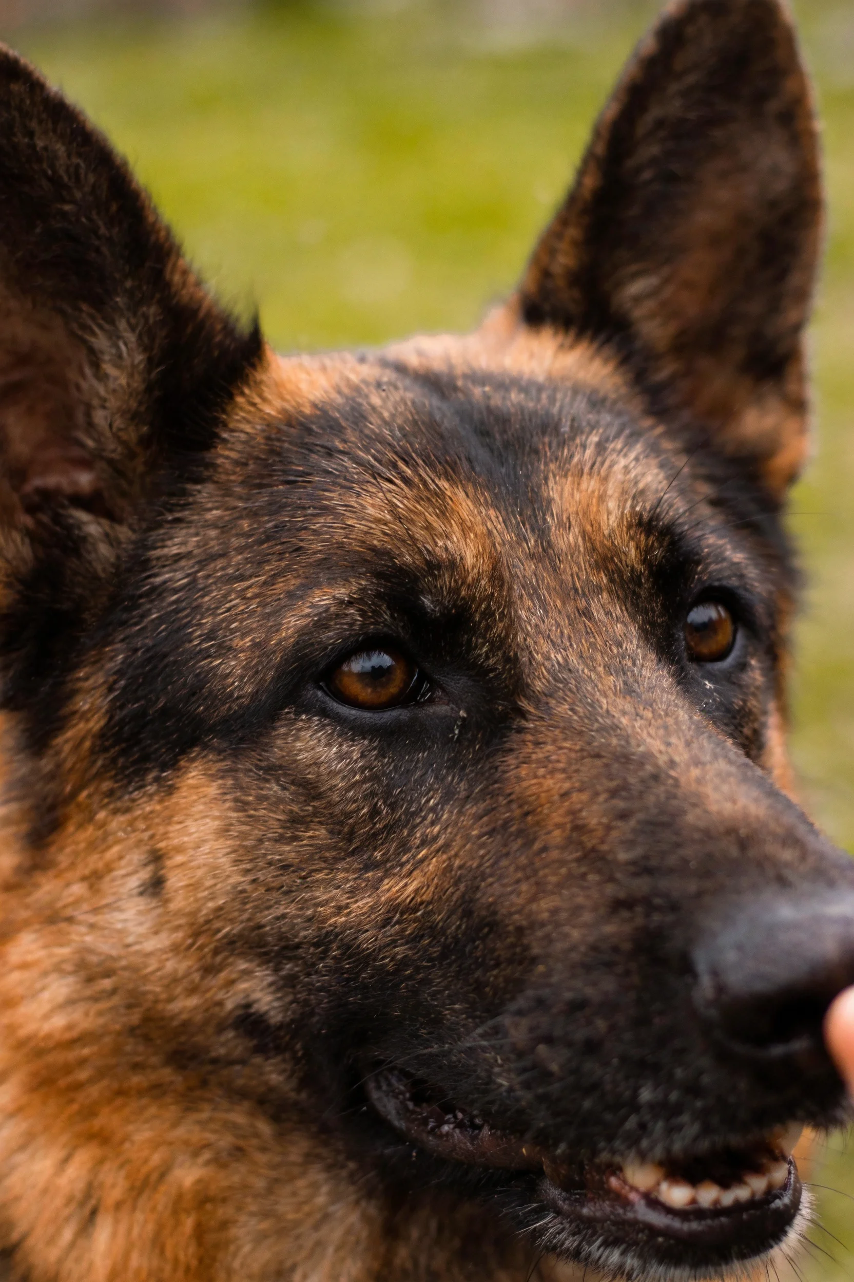 德国牧羊犬双眼明亮,黑棕色毛发纹理清晰,鼻尖湿润有光泽。