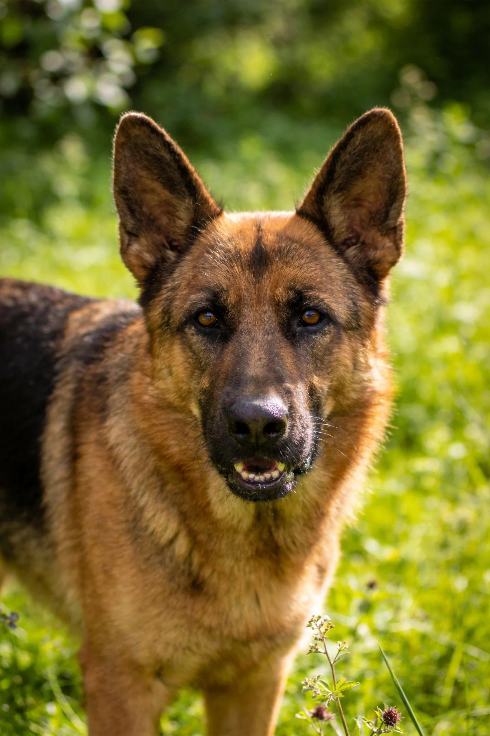 德国牧羊犬面部特写显示其黑棕色毛发及专注的眼神状态。