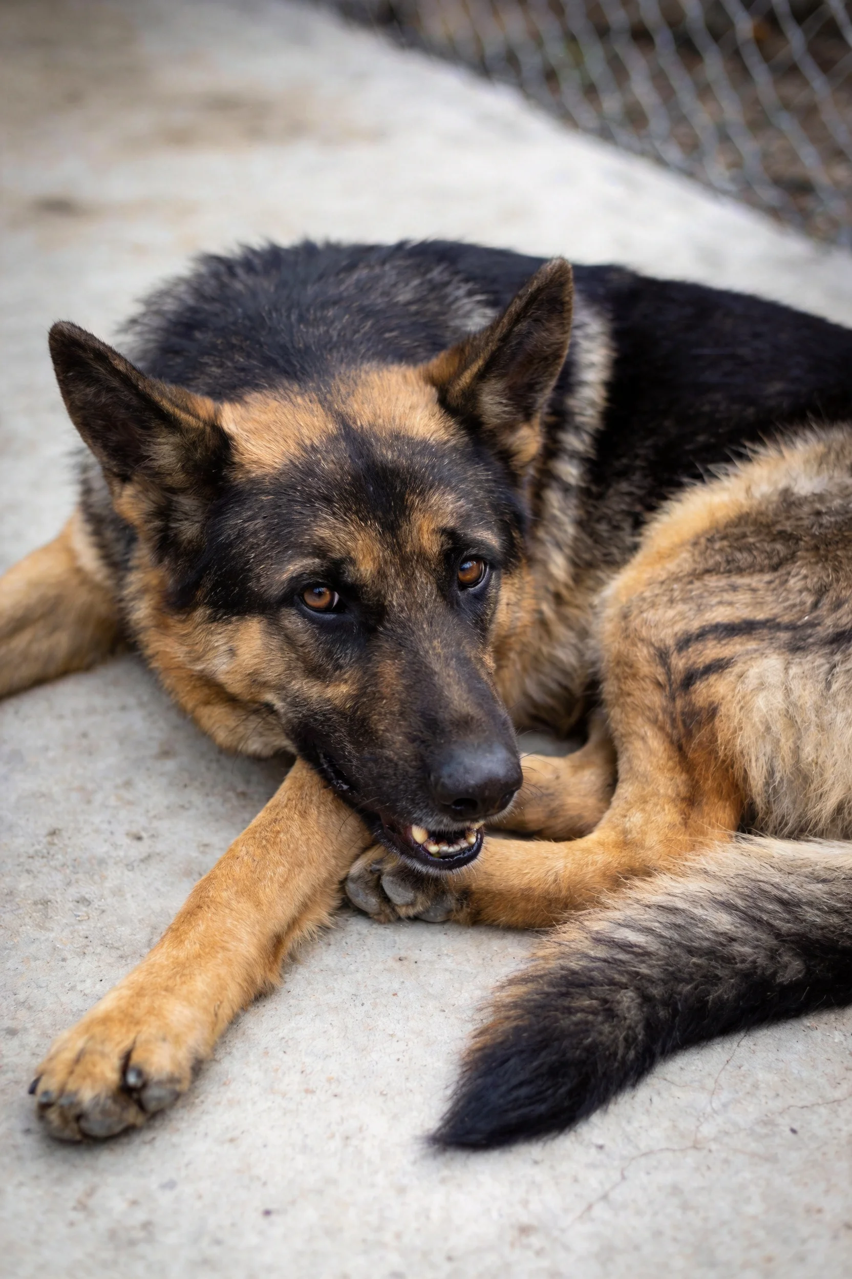 德国牧羊犬安静趴卧在水泥地面上,黑棕相间的浓密被毛清晰可见,前爪交叉姿态展现放松状态。