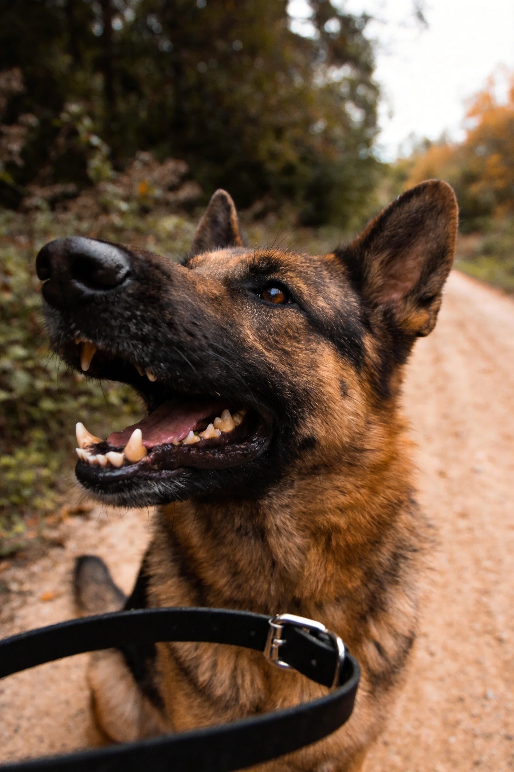 德国牧羊犬嘴巴张开露出牙齿,黑棕色短毛,处于户外碎石小径环境中。