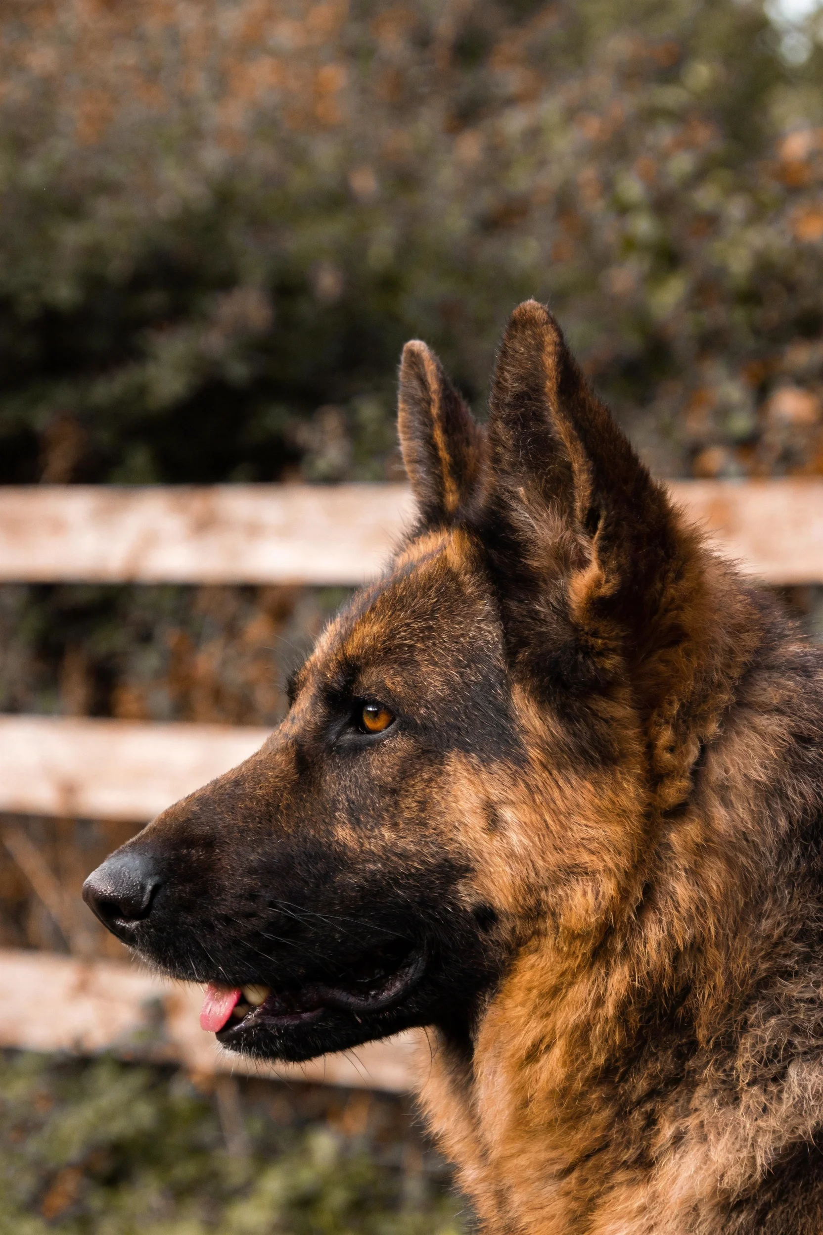 德国牧羊犬有着黑棕色毛发,耳朵竖起,嘴巴张开露出一点舌头,眼神专注看向远方。