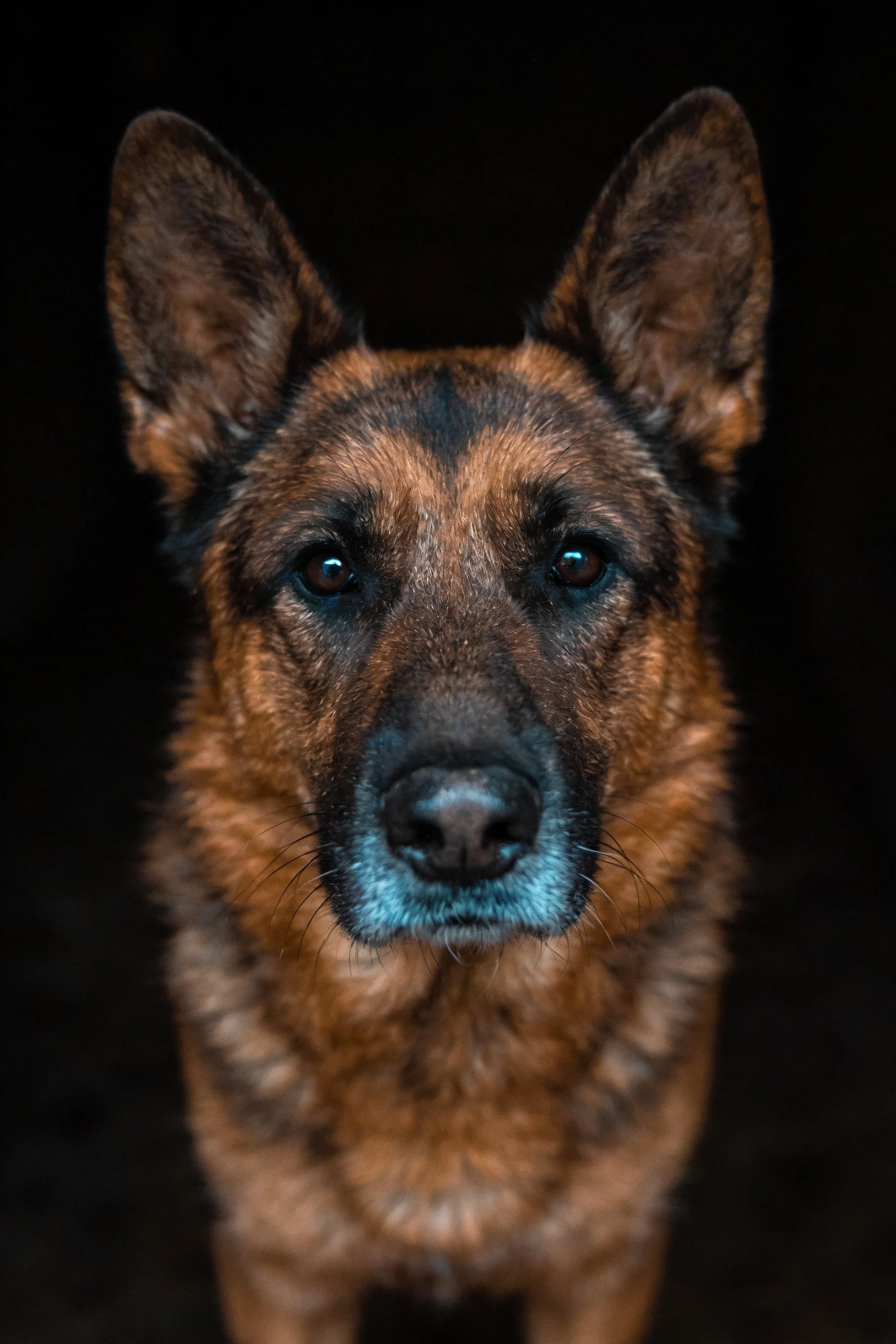 德国牧羊犬正面注视镜头,红棕色皮毛纹理清晰,眼神专注。