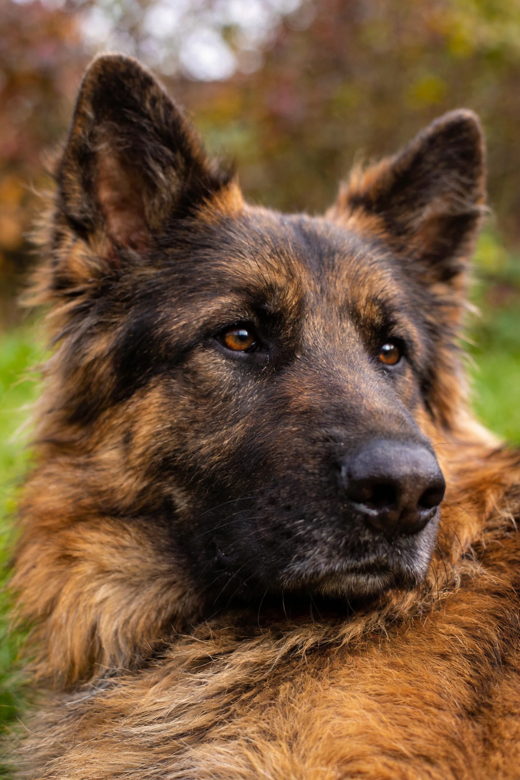 德国牧羊犬有着浓密的黑棕色毛发,耳朵竖立,目光注视远方。