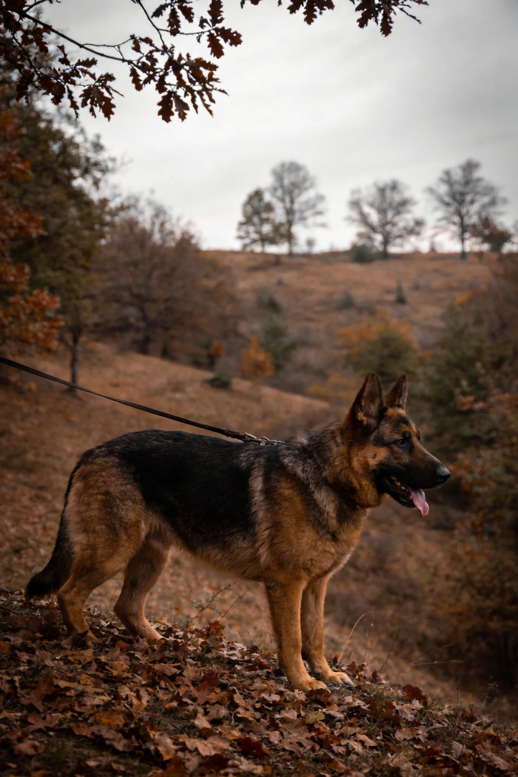 一只德国牧羊犬站在秋日山林落叶上,黑棕色毛发清晰可见,嘴巴张开露出牙齿。