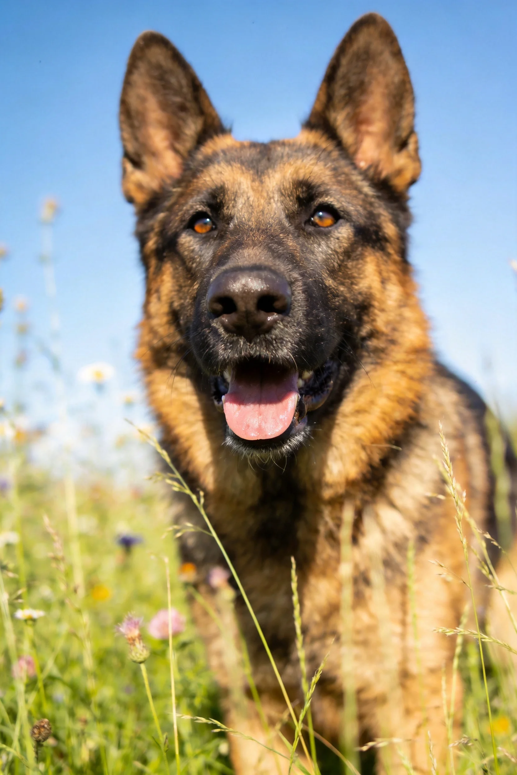 德国牧羊犬张开嘴巴,棕黑相间的被毛在阳光下显得十分健康,周围是各种颜色的野花。