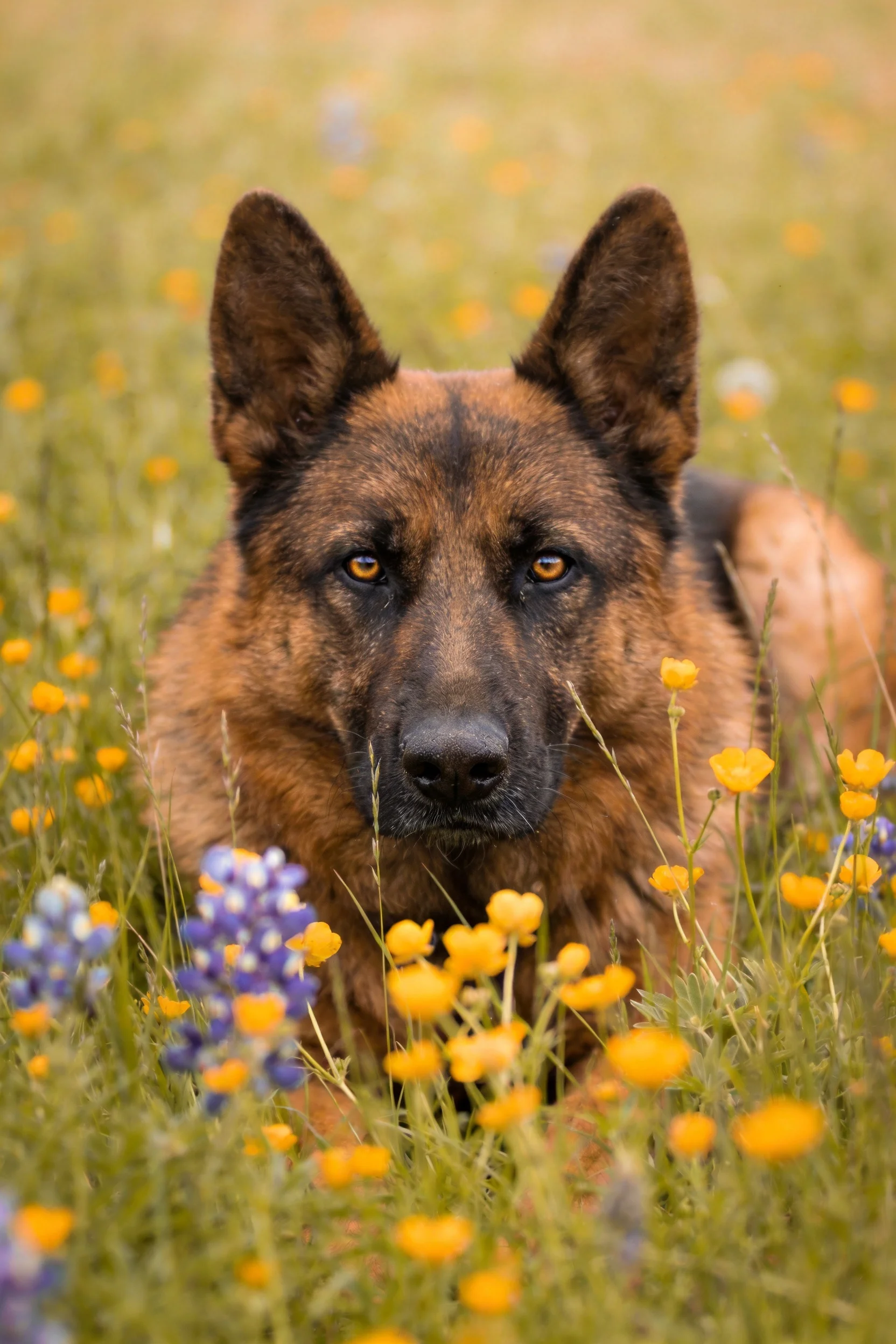 德国牧羊犬安静地躺卧在色彩丰富的野花之间,耳朵竖起,眼神专注。