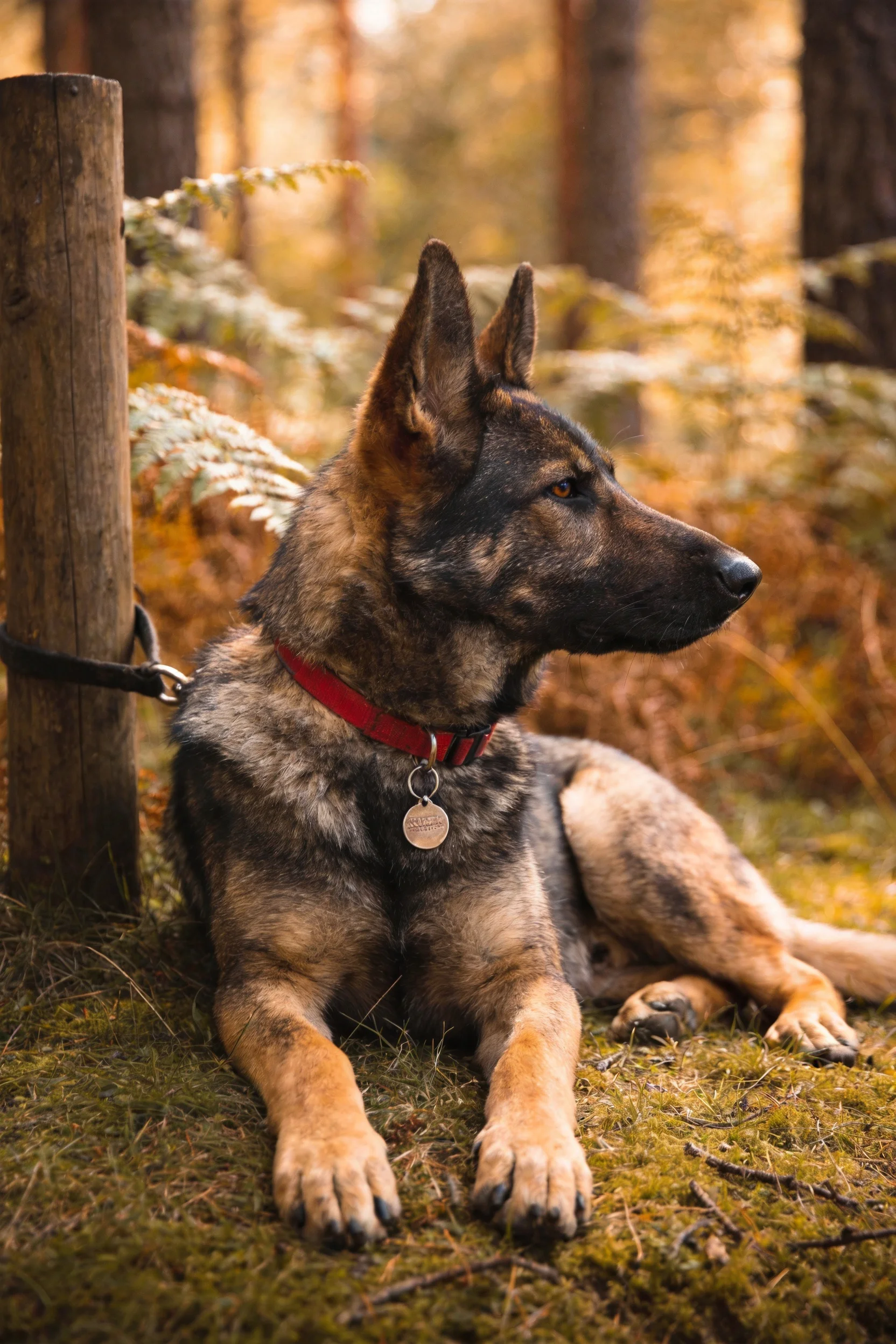 德国牧羊犬趴在森林苔藓上,佩戴项圈搭配金属身份牌,耳朵竖起注视远方。