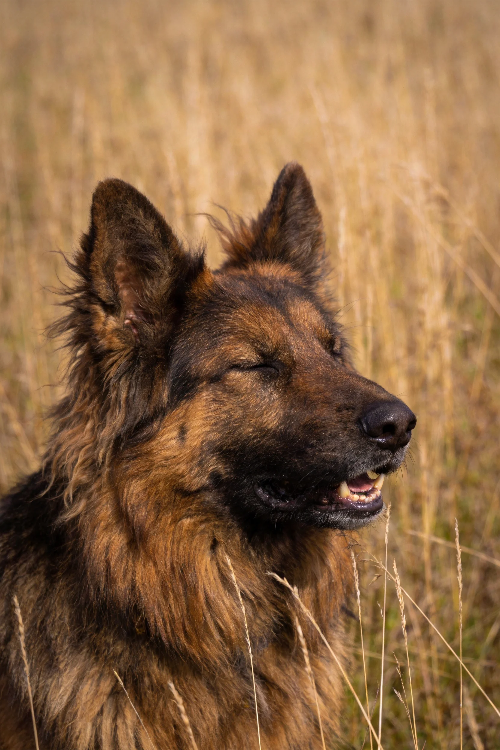 德国牧羊犬双眼微闭站在枯黄草地上，深棕与黑色相间的浓密毛发随风轻扬。