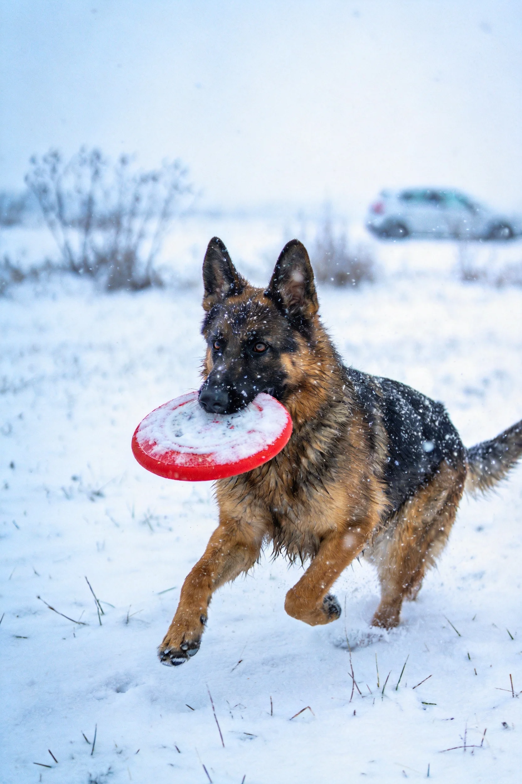 德国牧羊犬叼着被积雪覆盖的红色飞盘奔跑,毛发沾有雪花痕迹。