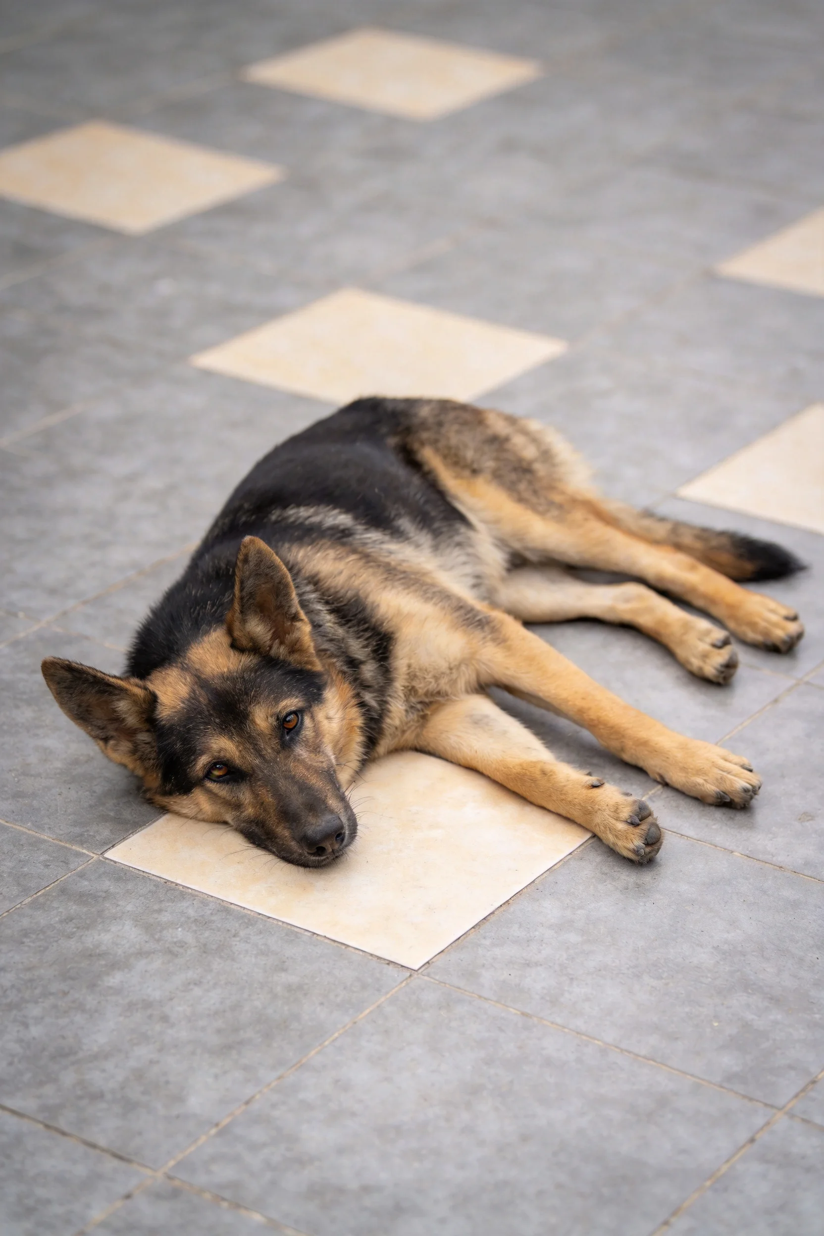 德国牧羊犬将头靠在浅米色瓷砖上,黑棕色相间的毛发清晰,姿态放松。