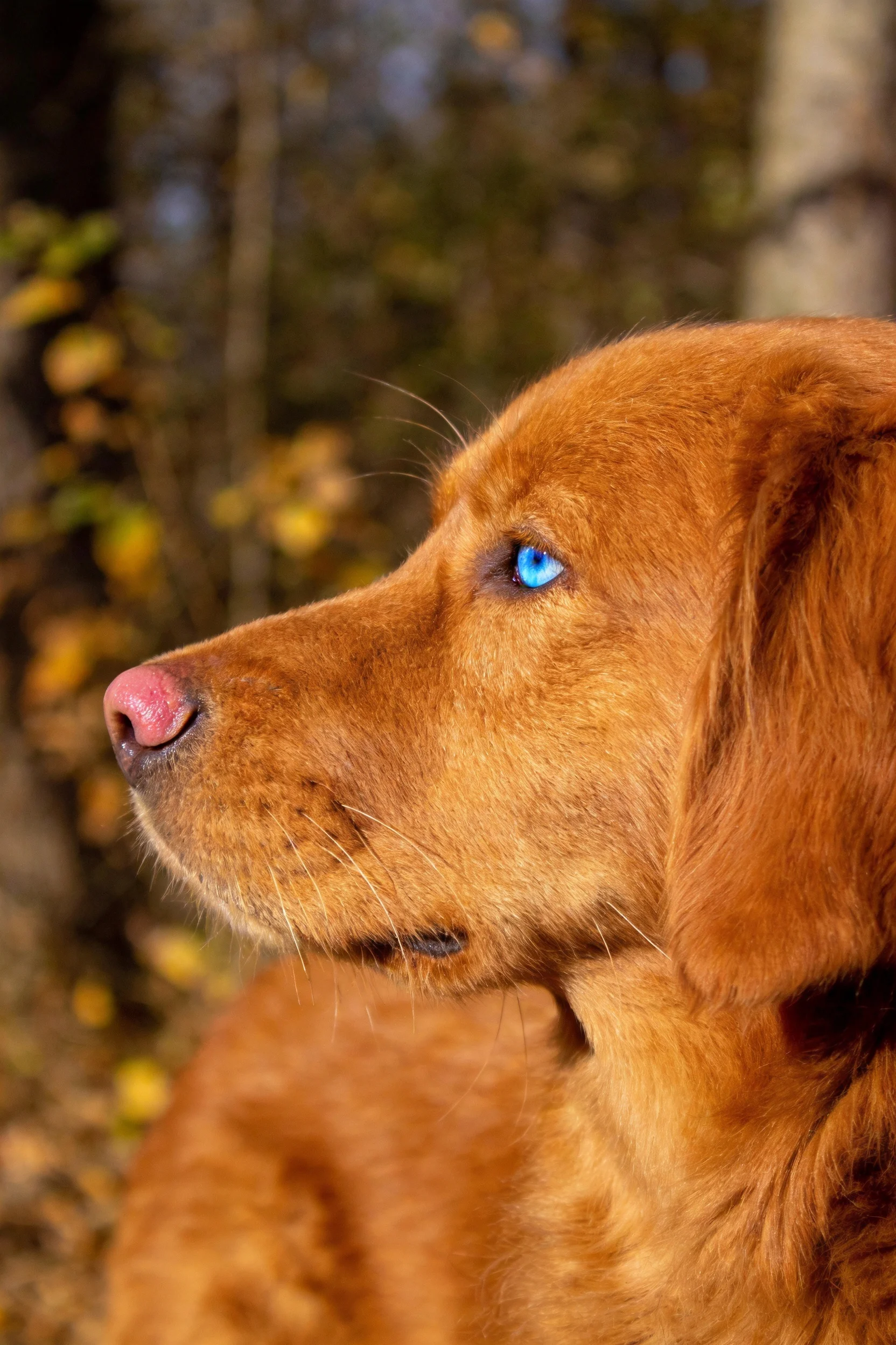 一只金毛寻回犬拥有蓝色眼睛和金色被毛，目光注视着画面左侧区域。