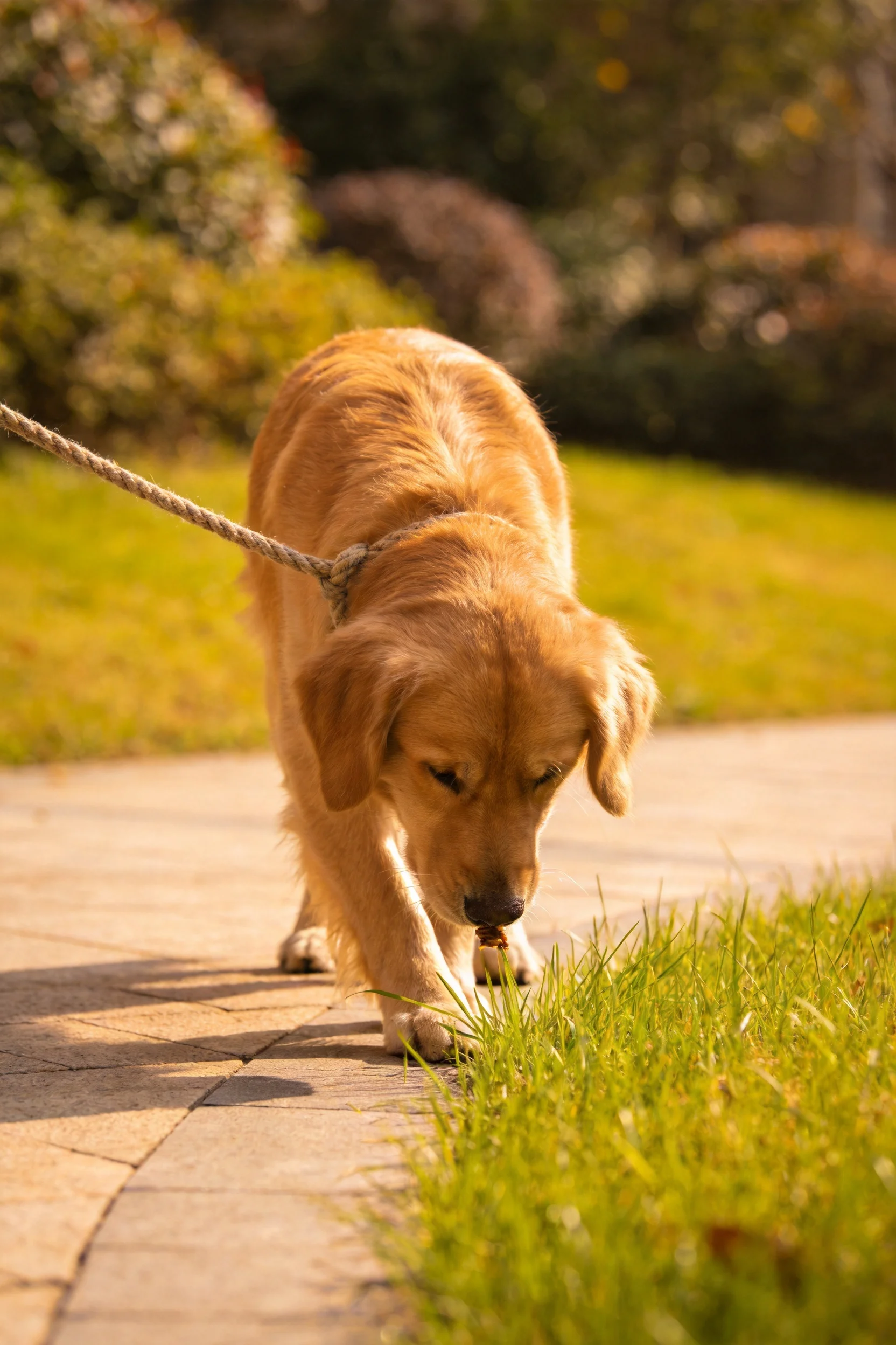 金毛寻回犬低头嗅闻,金黄柔软的毛发在阳光照射下泛着暖光,鼻尖靠近绿草边缘。