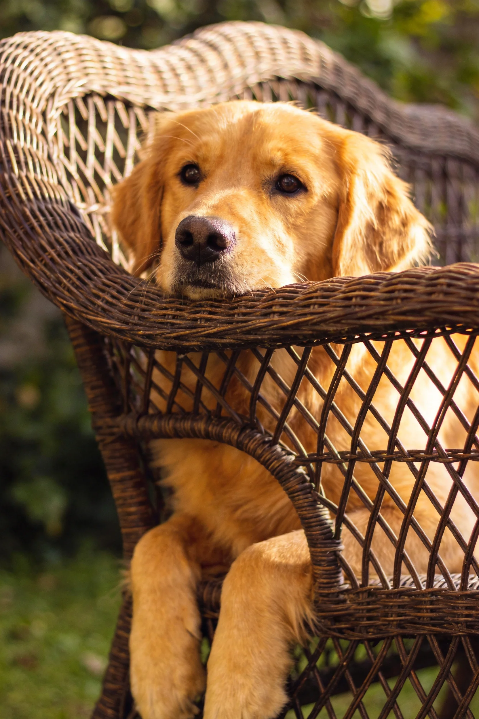 金毛寻回犬有着橙黄色长卷毛，正安静地趴在藤编座椅上，头部轻靠座椅边缘。