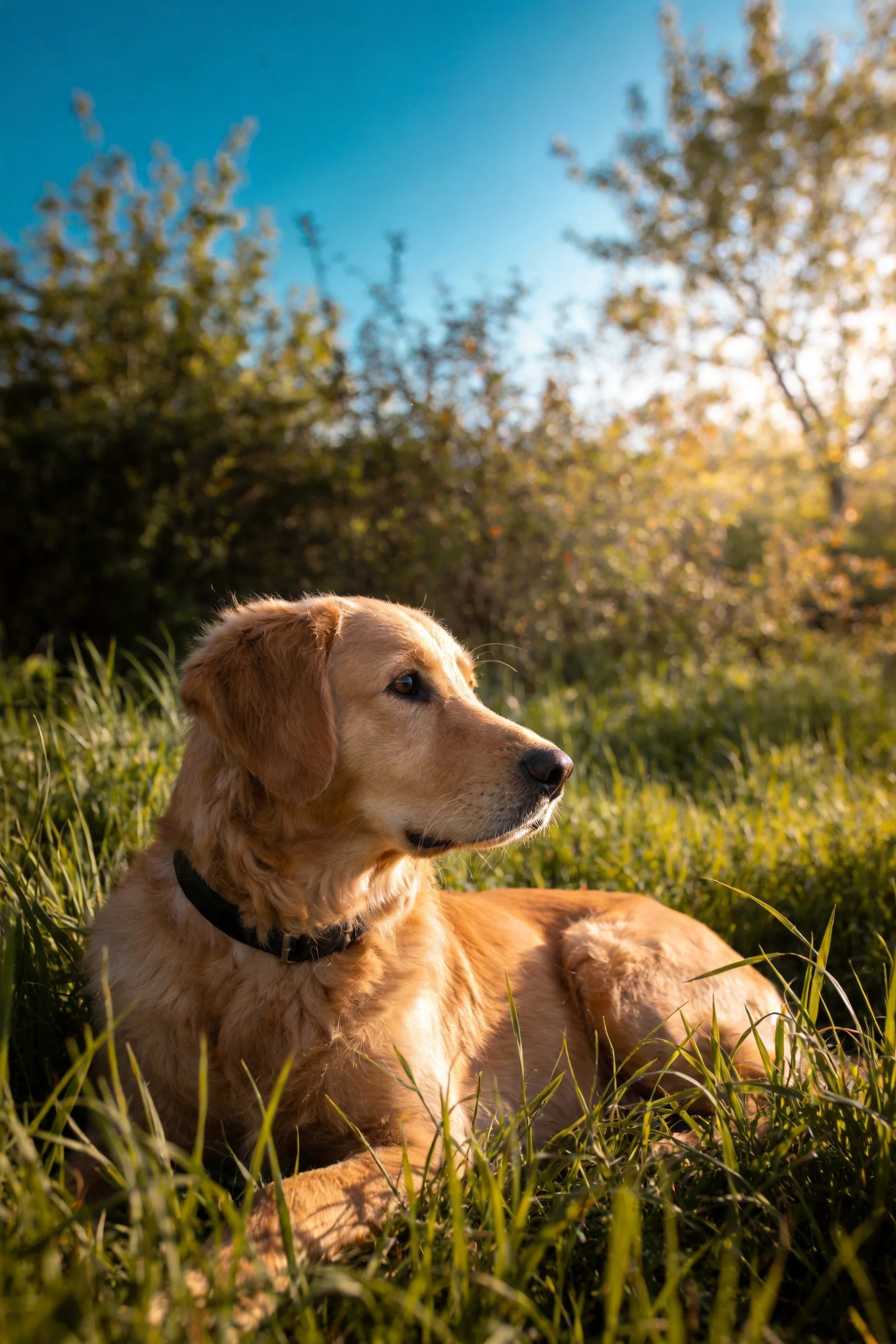 一只金毛寻回犬,有着金黄色的浓密长毛,正安静地躺卧在阳光照耀的草地上,毛发在阳光下显得格外柔软蓬松。