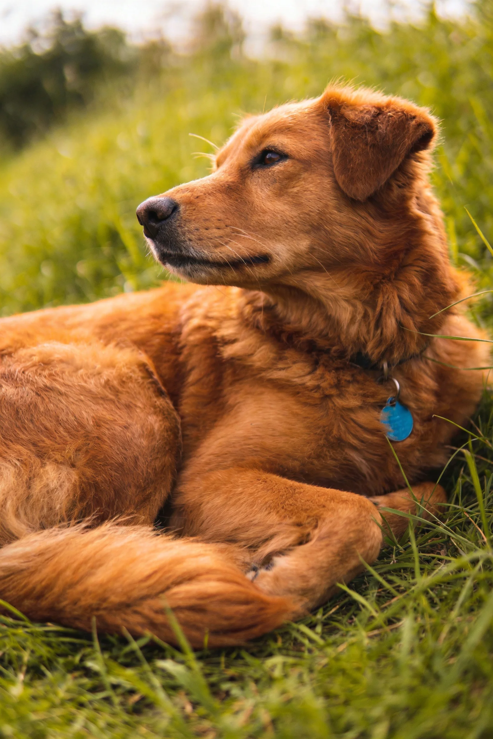 金毛寻回犬侧躺于青草地上，金黄被毛柔软蓬松，项圈上的蓝色吊牌清晰可见。