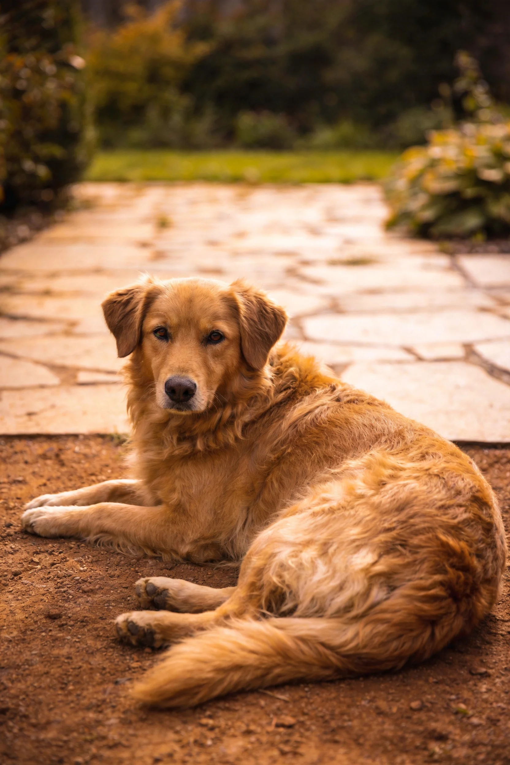 一只金毛寻回犬安静趴卧，金黄色蓬松毛发，眼神平静注视前方。