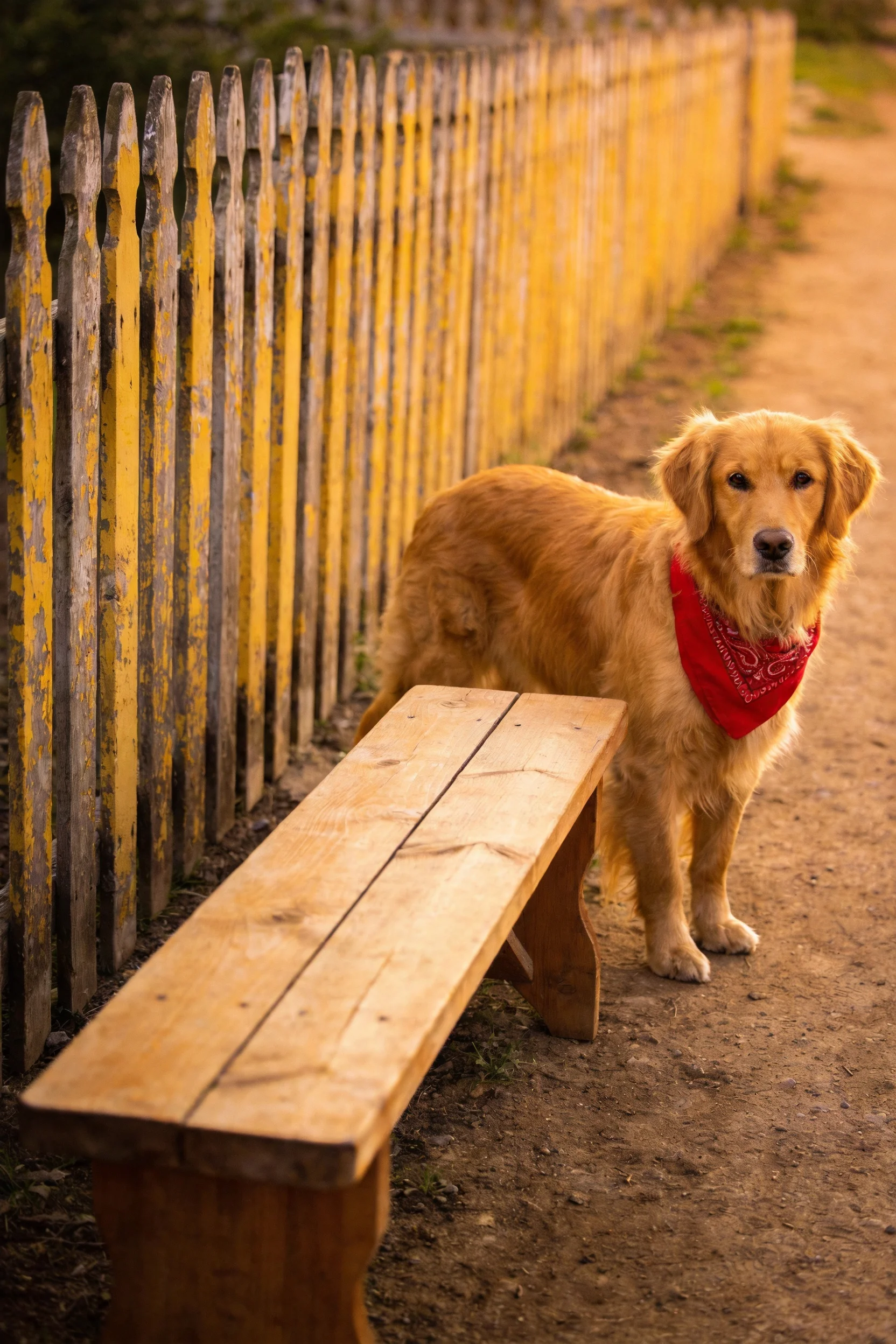 一只金毛寻回犬，橙黄色被毛顺滑贴附身体，佩戴红色方巾站立于户外场景中。