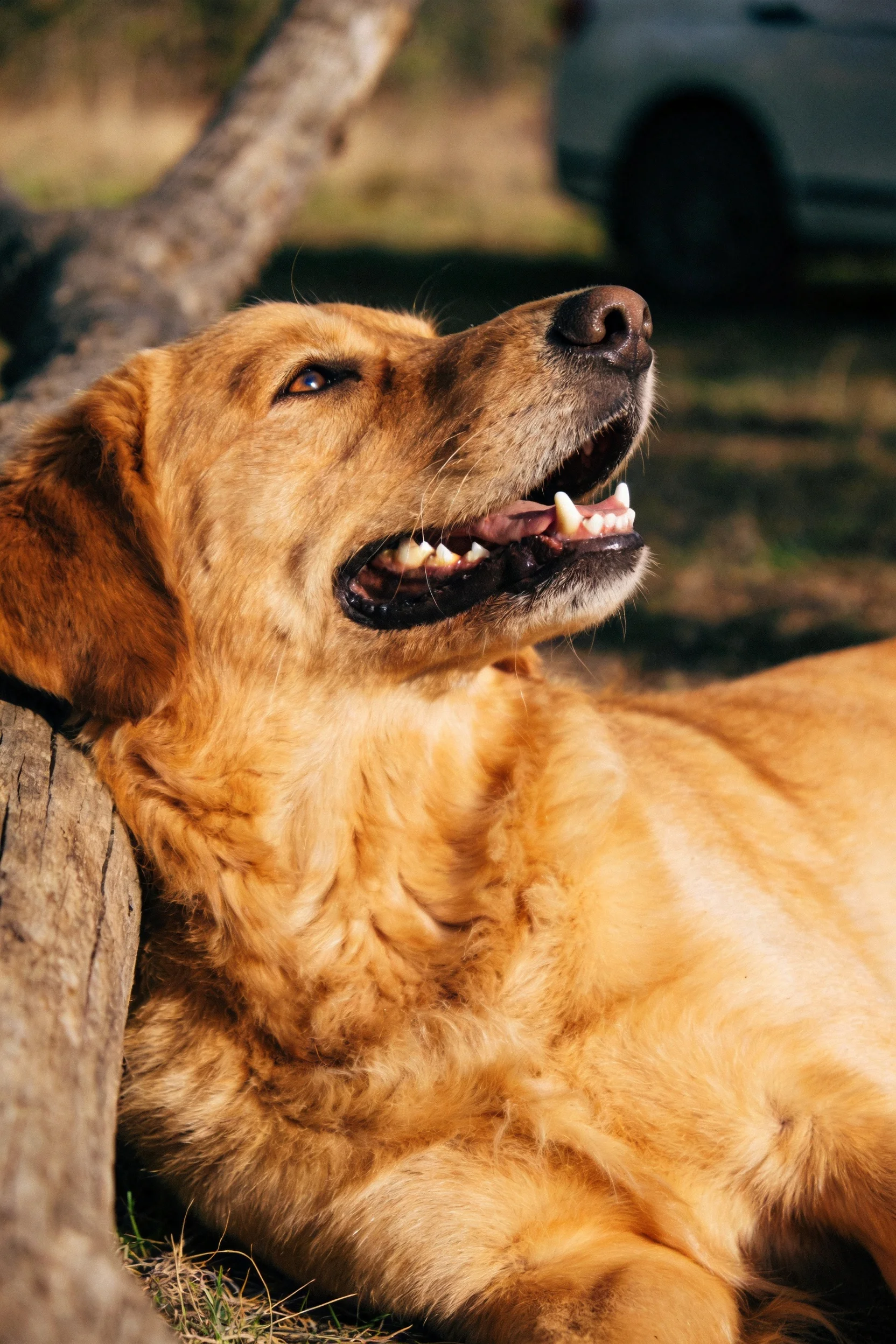 金毛寻回犬嘴巴张开露出洁白的牙齿和粉红色口腔内部,毛发为金黄色且浓密蓬松。