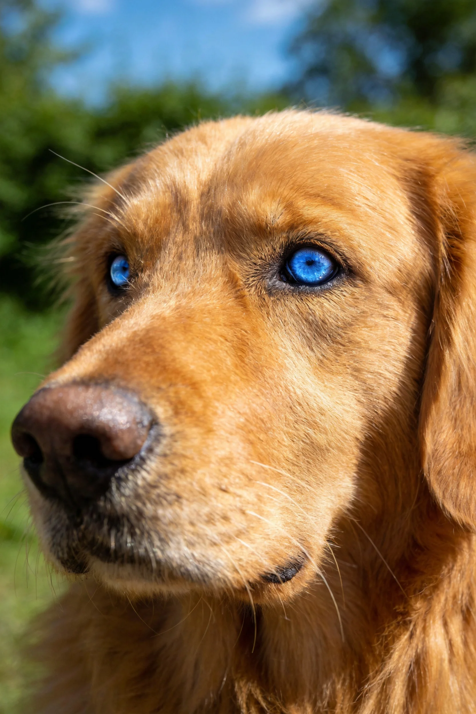 金毛寻回犬有着蓝色的眼睛和金黄色的被毛,面部细节清晰可见。