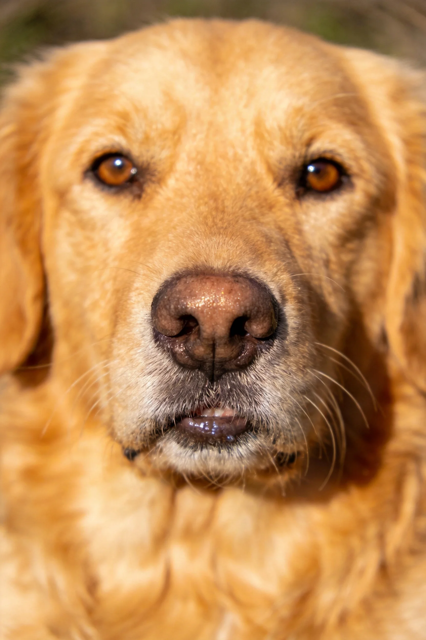 金毛寻回犬近距离拍摄,展现出其湿润的鼻尖和温暖的琥珀色眼睛。