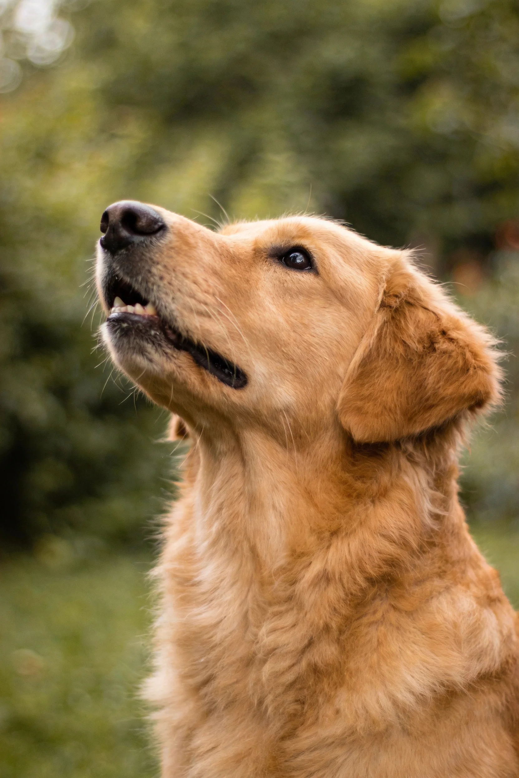 一只金毛寻回犬,其金黄柔软的毛发在光下显得温润,眼神专注看向远方。