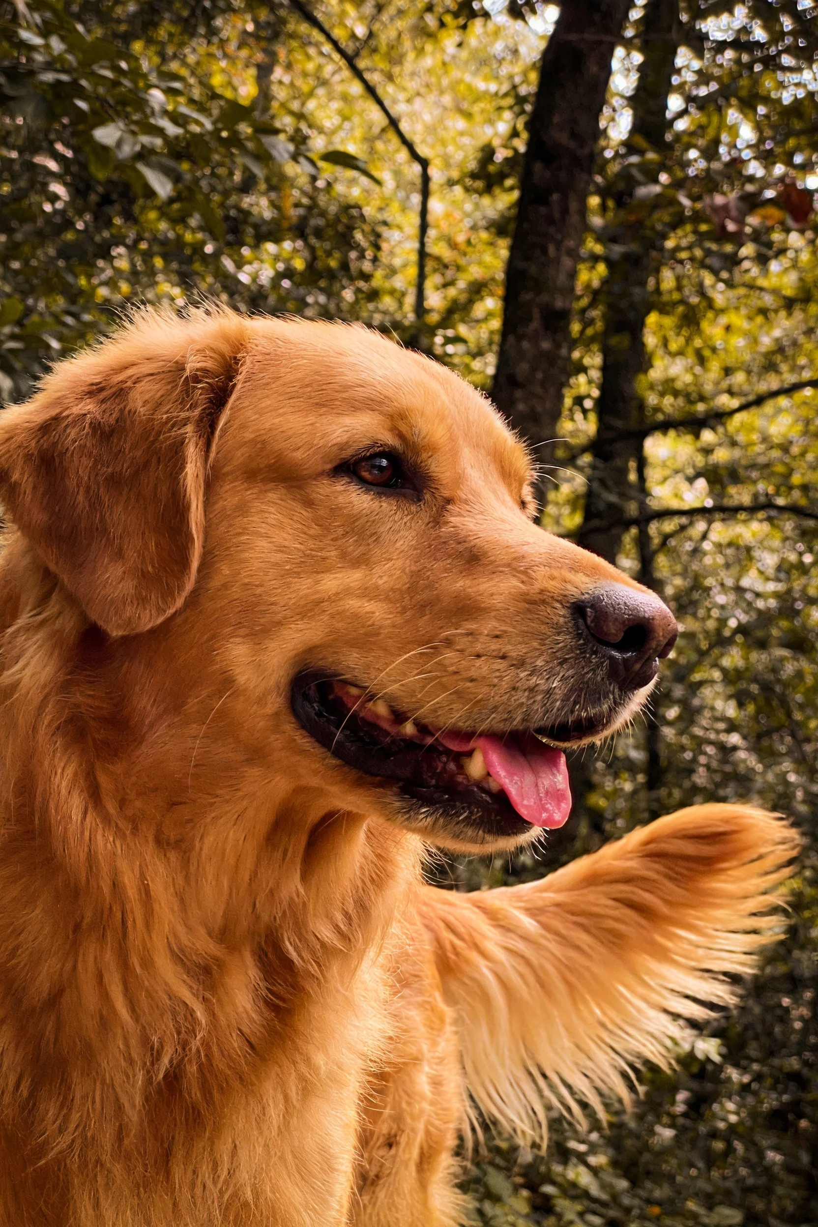 金毛寻回犬嘴巴张开露出粉红色舌头,毛发呈暖金色且柔软顺滑。