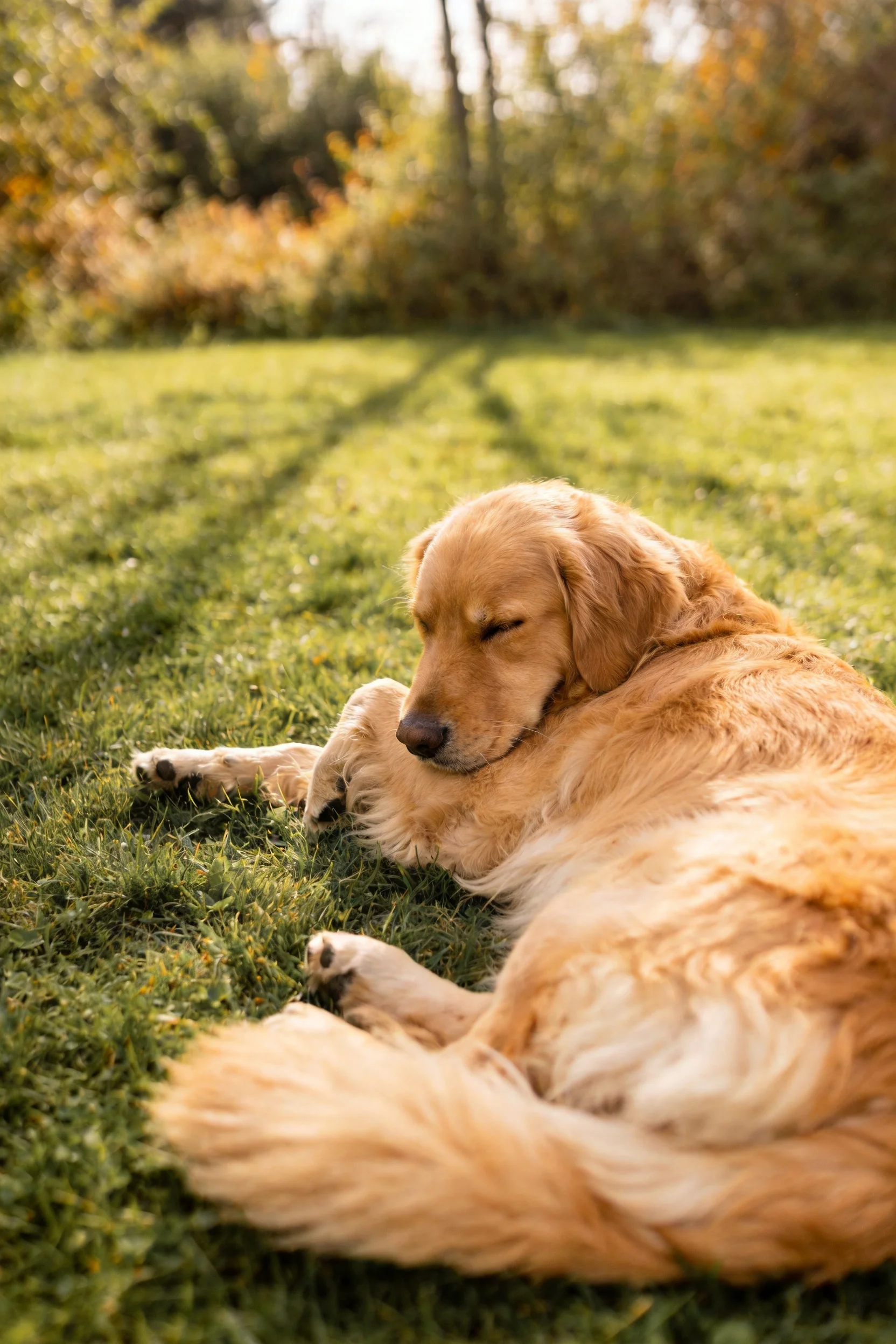 金毛犬安静地躺着,金色蓬松柔软的毛发贴在草地上,闭着眼眼睛享受阳光。