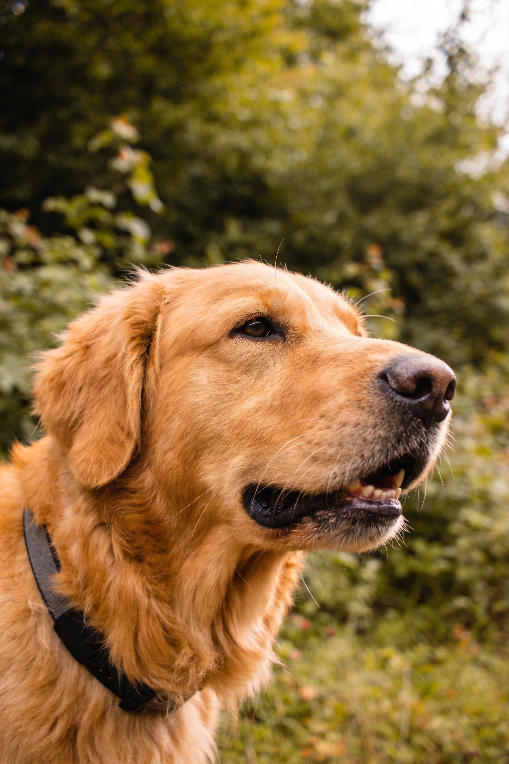 金毛寻回犬橙金色毛发与黑色项圈的特写，展现出专注凝视的神态。