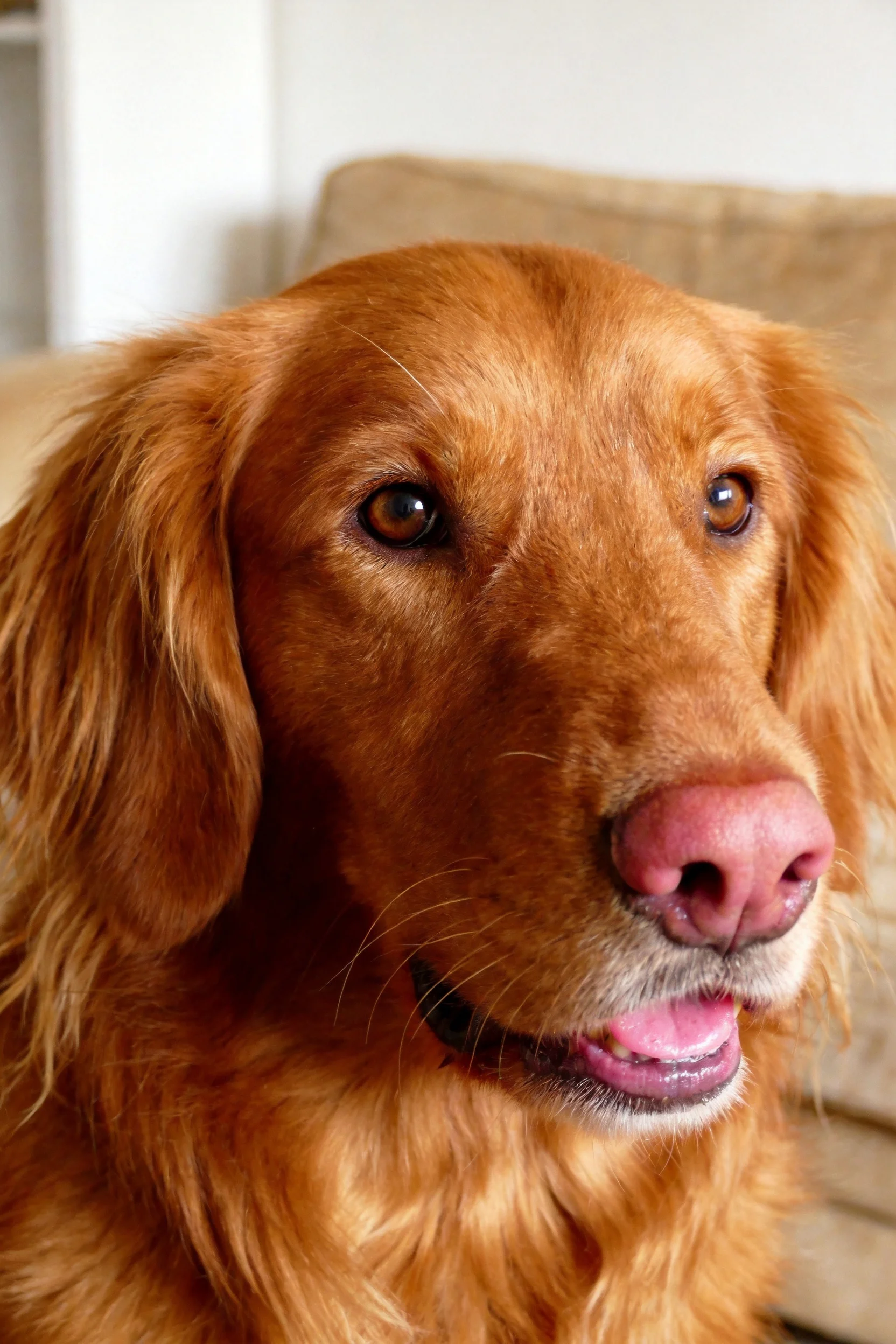 金毛寻回犬特写镜头,粉红色鼻头与棕金色毛发形成鲜明对比,嘴巴张开露出粉红色舌头。