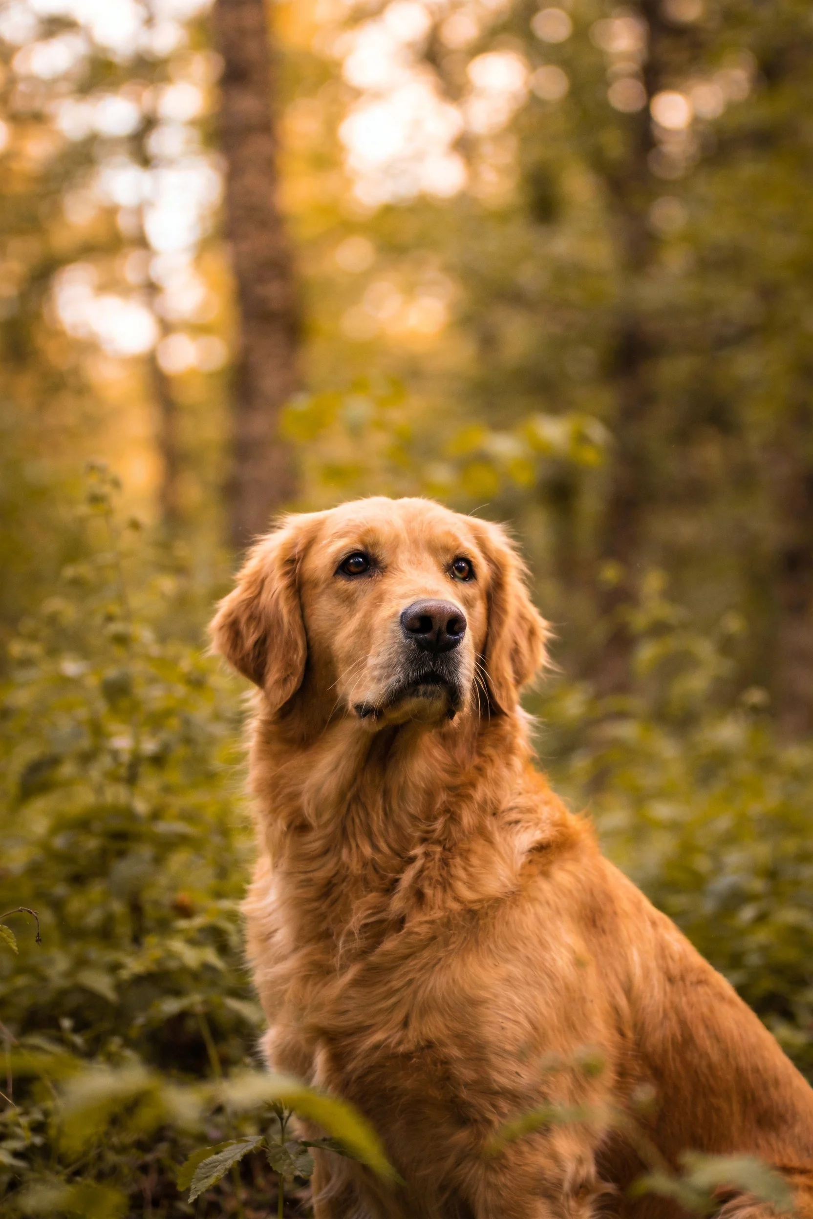金毛寻回犬有着金黄色的浓密毛发,眼神温和,周围环绕着茂密绿色植物。